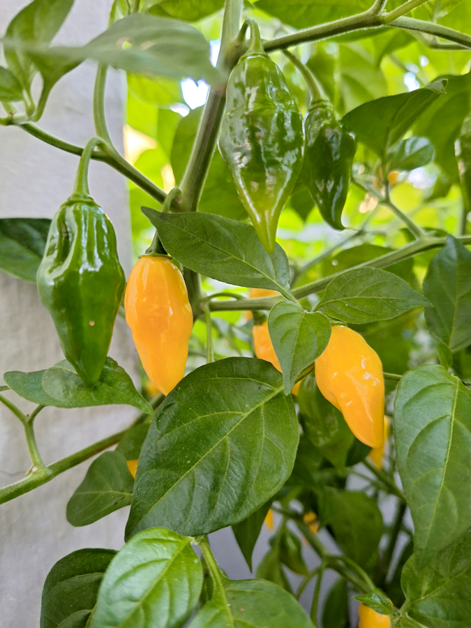 20230924_1-Limon.jpg