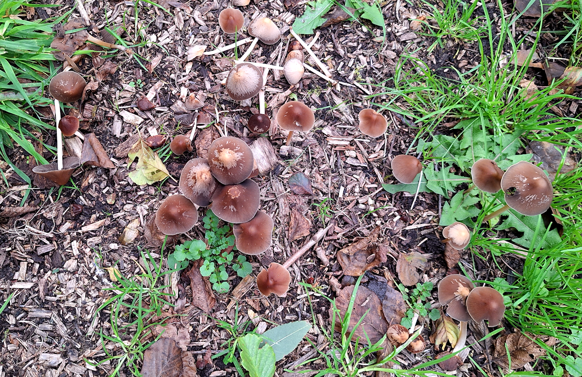 20231006_01-lecker_Pilze.jpg