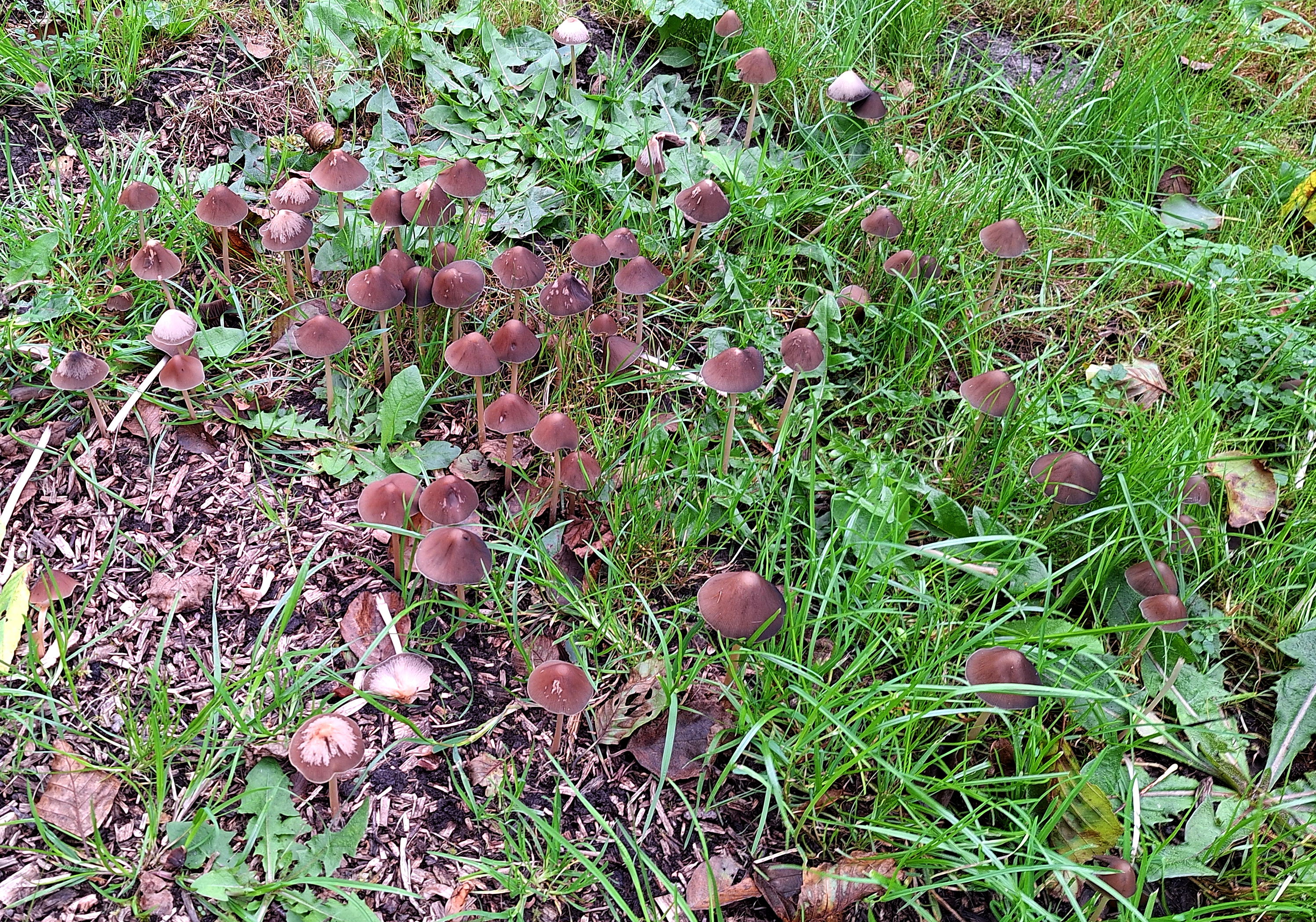 20231006_02-lecker_Pilze.jpg
