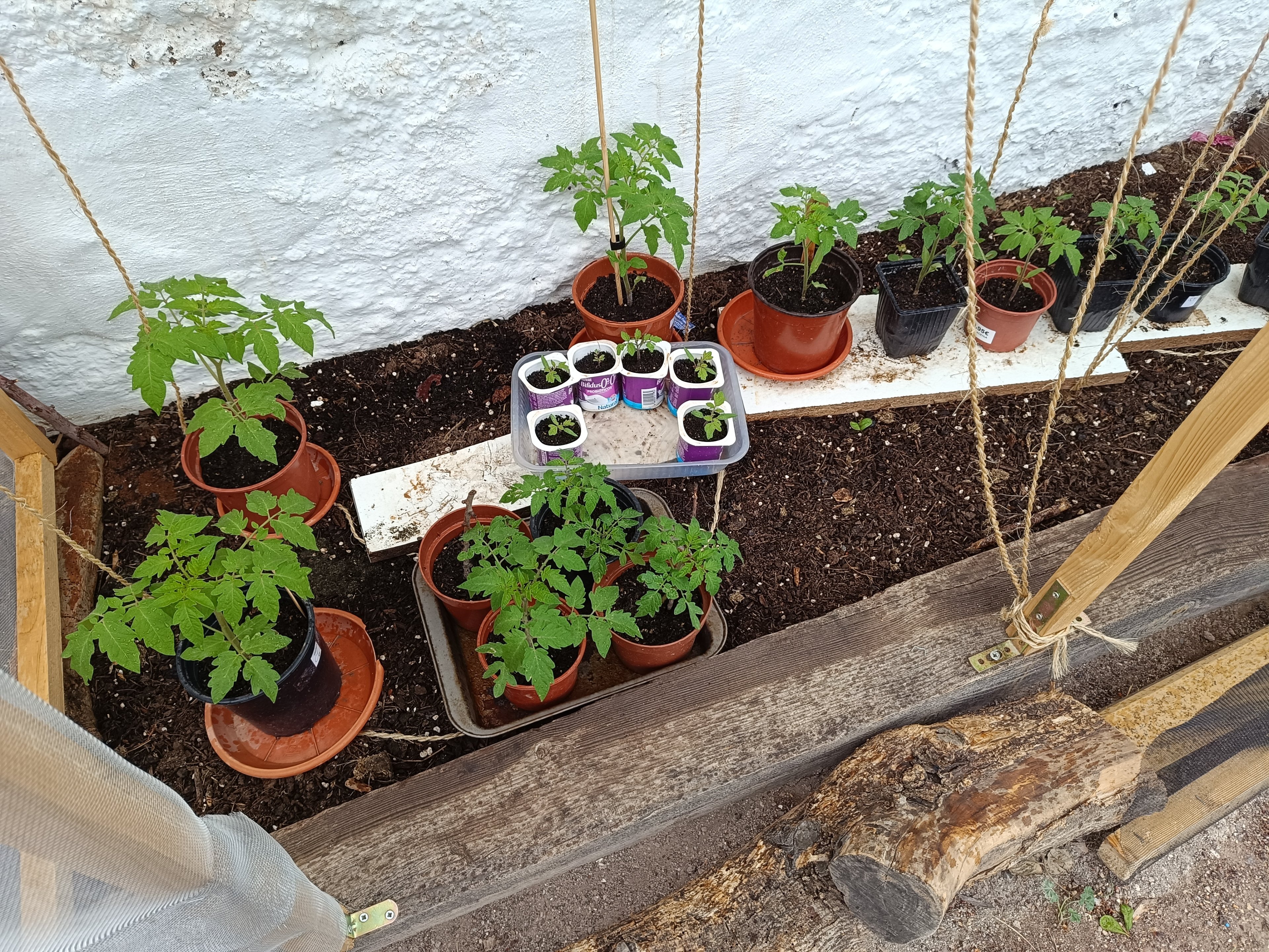 2024-03-30 Tomaten Garten.jpg