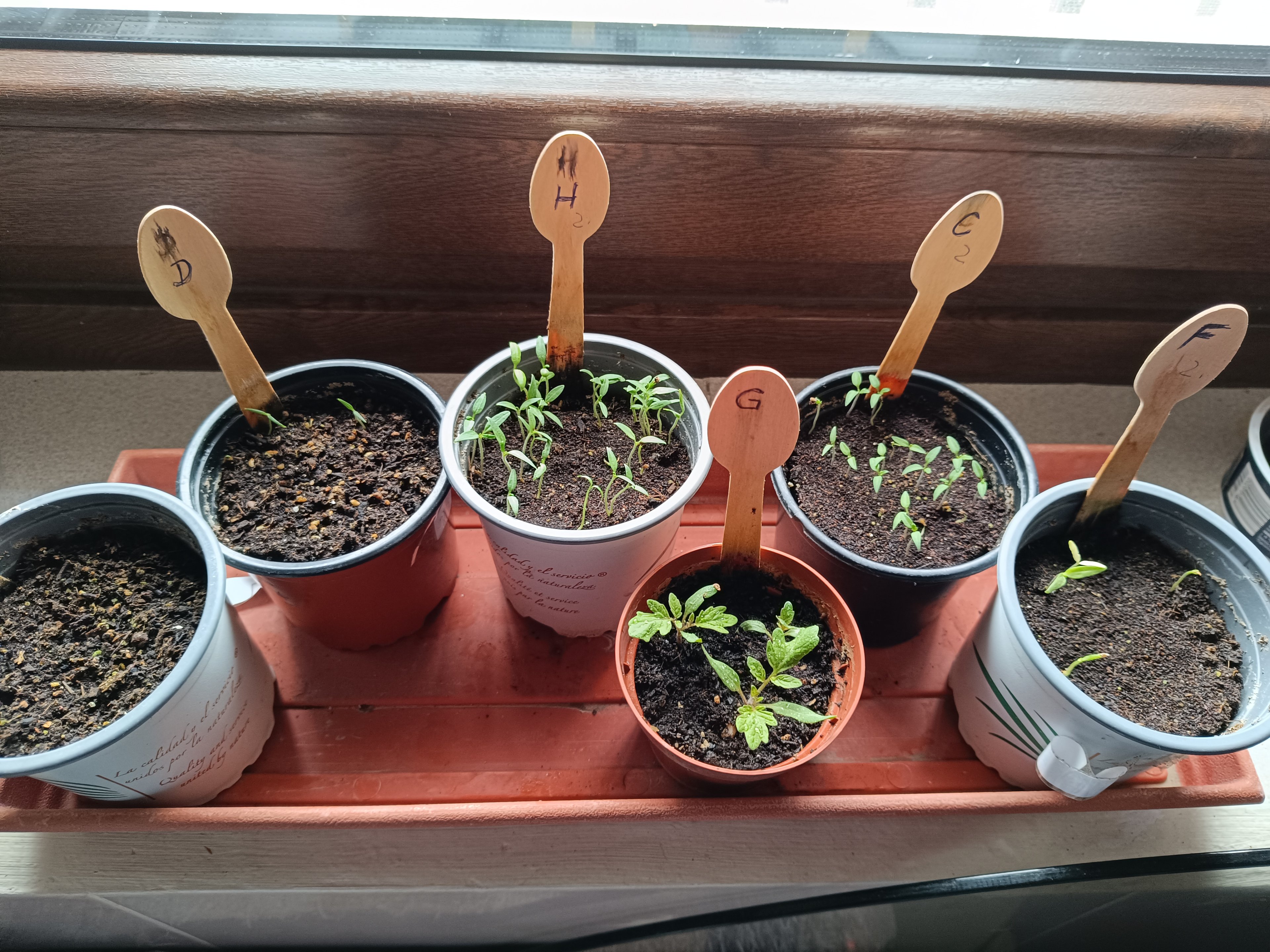 2024-03-30 Tomatenkeimlinge.jpg