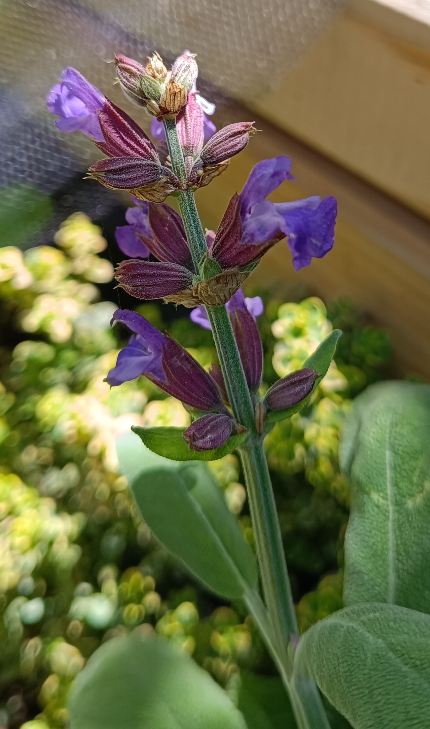 2024-04-27 Salbeiblüte.jpg