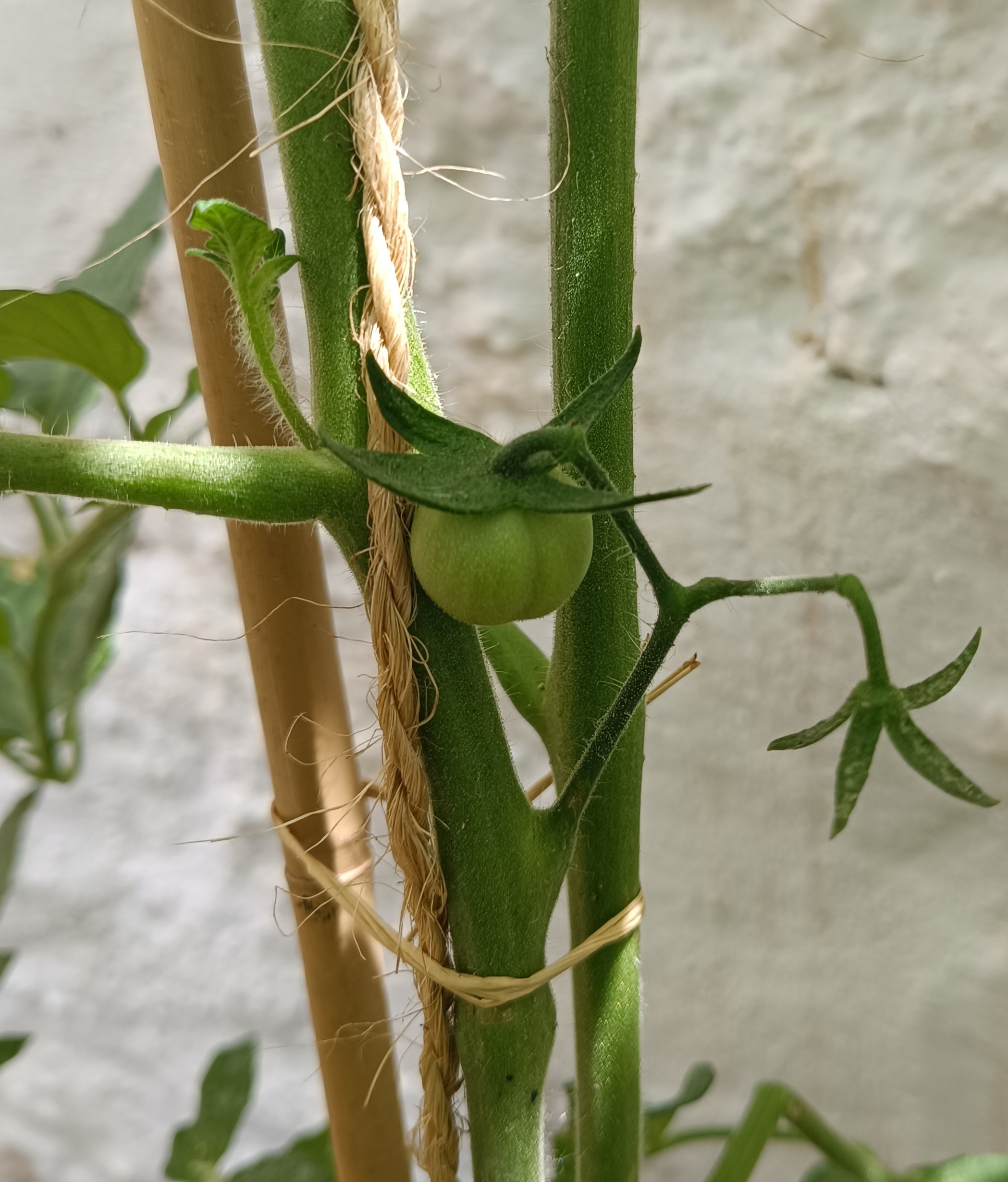 2024-05-09 Salattomate.jpg