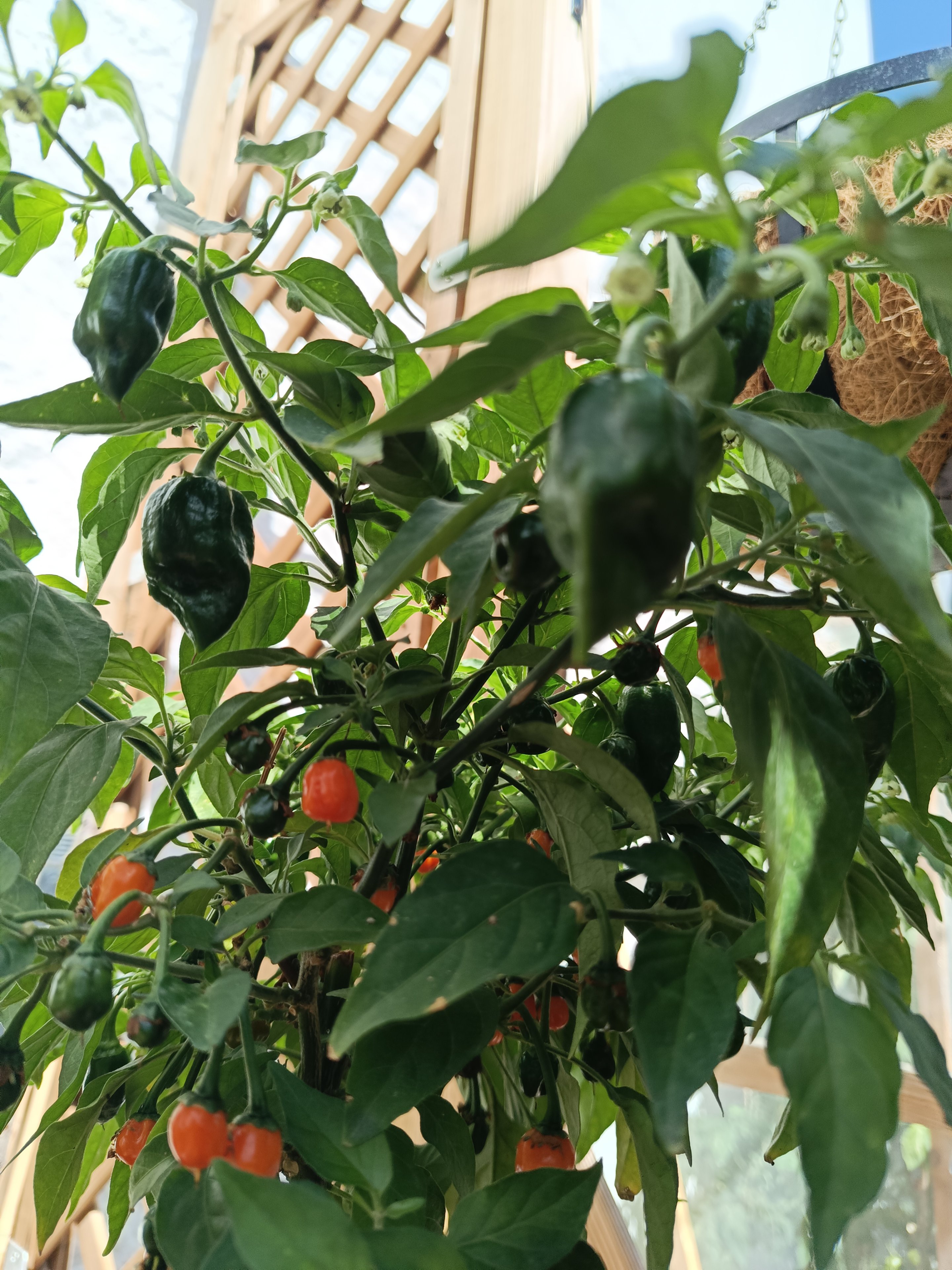 2024-06-15 HCR2-Garten.jpg