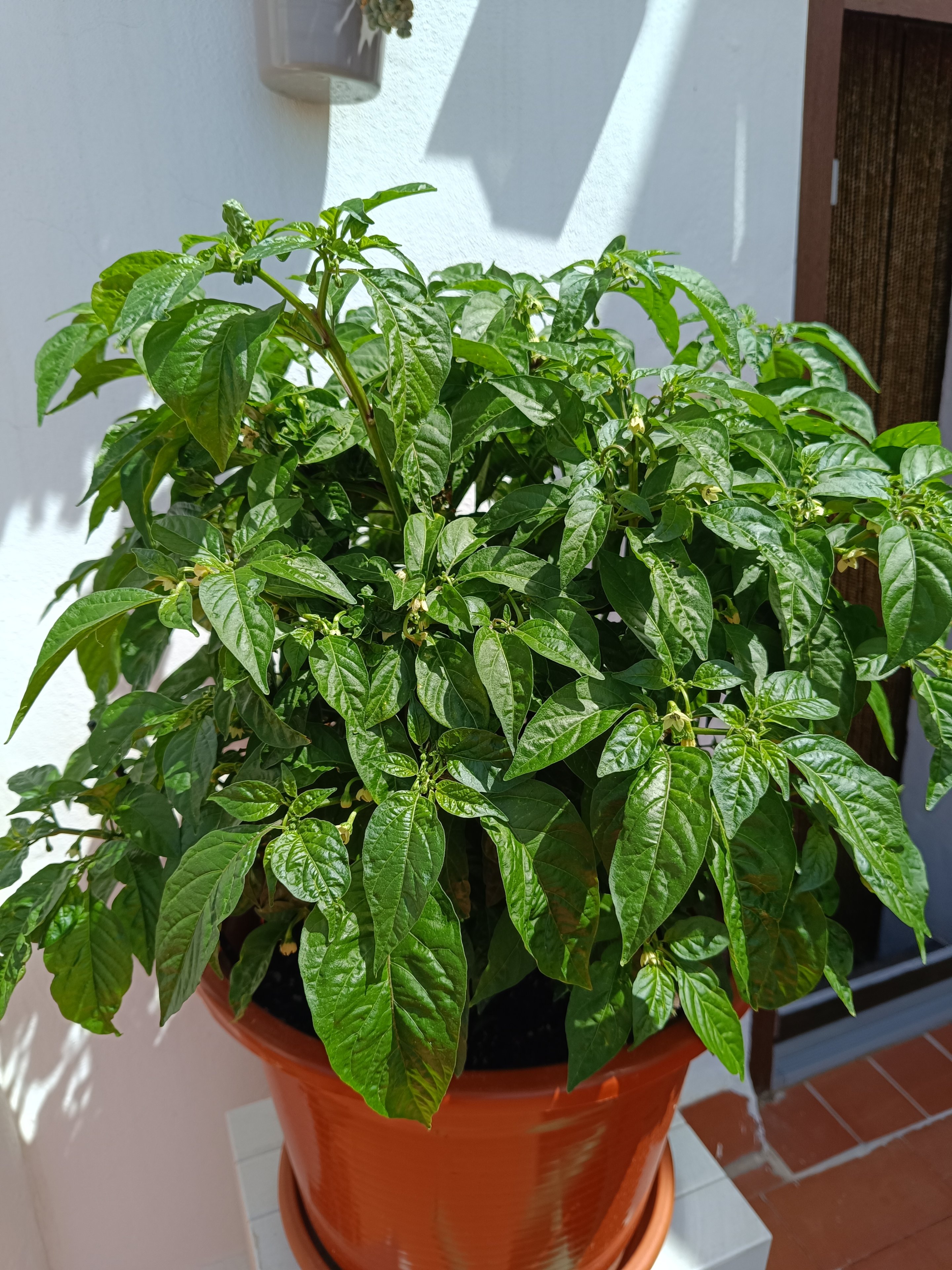 2024-06-15 HO Terrasse.jpg