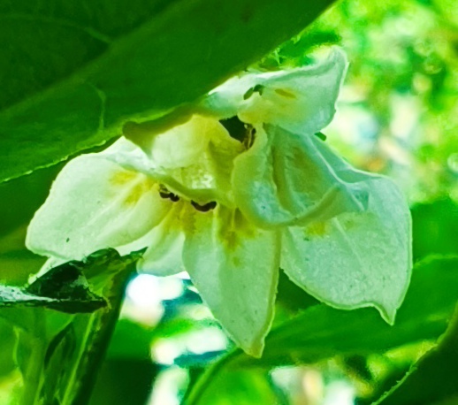 2024-06-16 Blüten Bishop's Crown.jpg