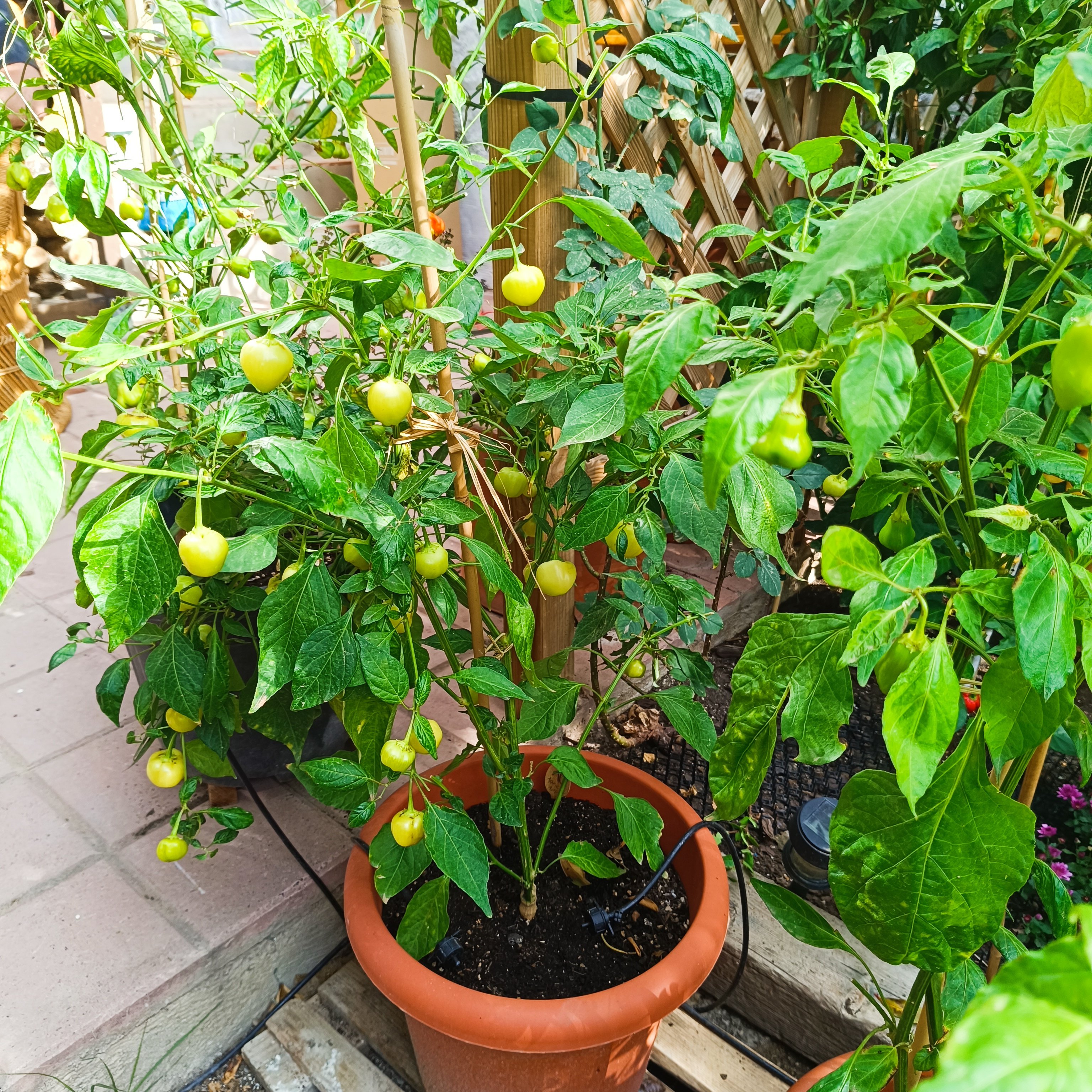 2024-10-22-Apricot Apple.jpg