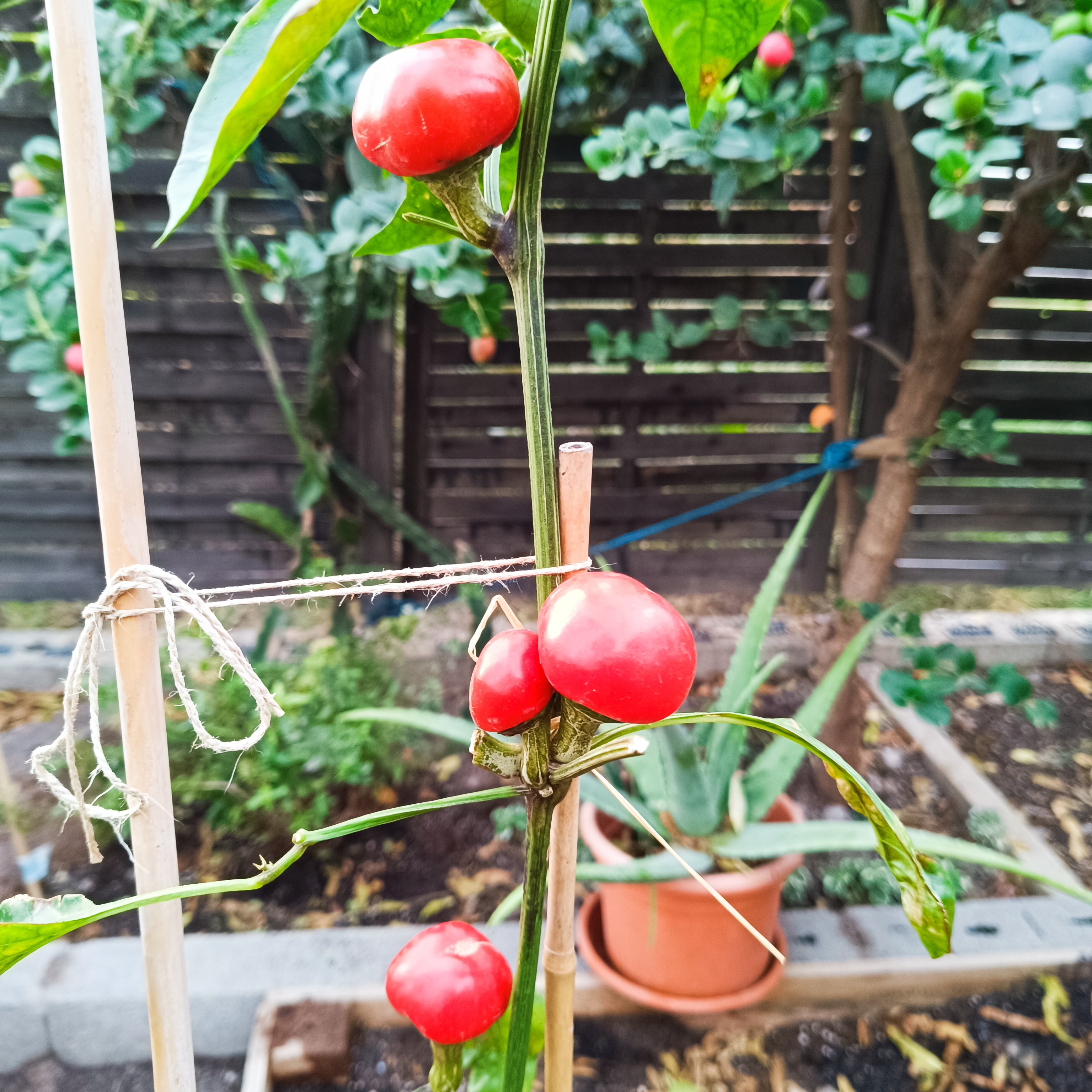 2024-11-10 Large Cherry.jpg
