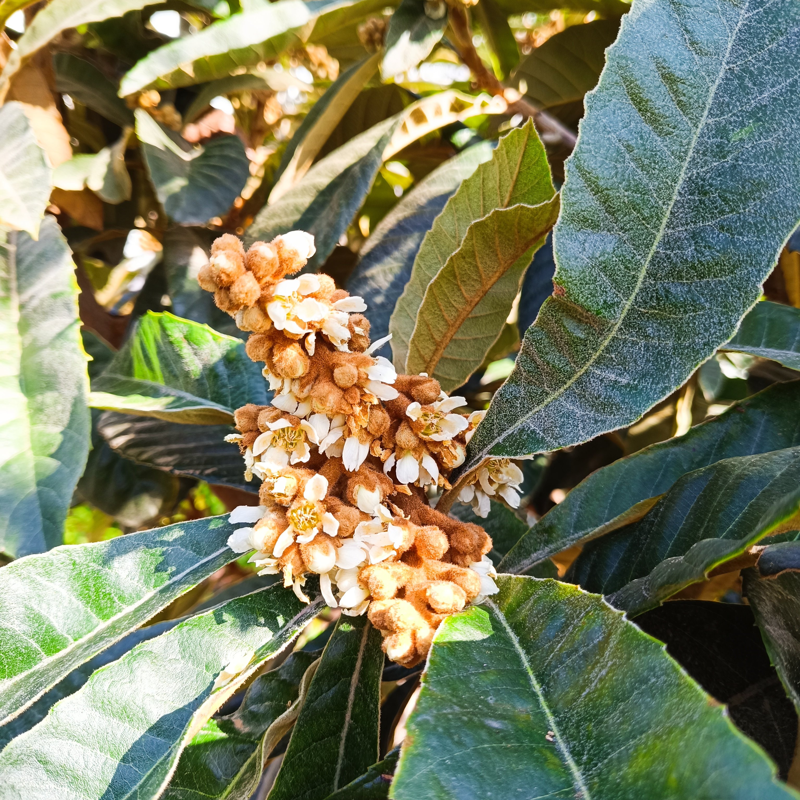 2024-11-10 Nispera-Blüte.jpg