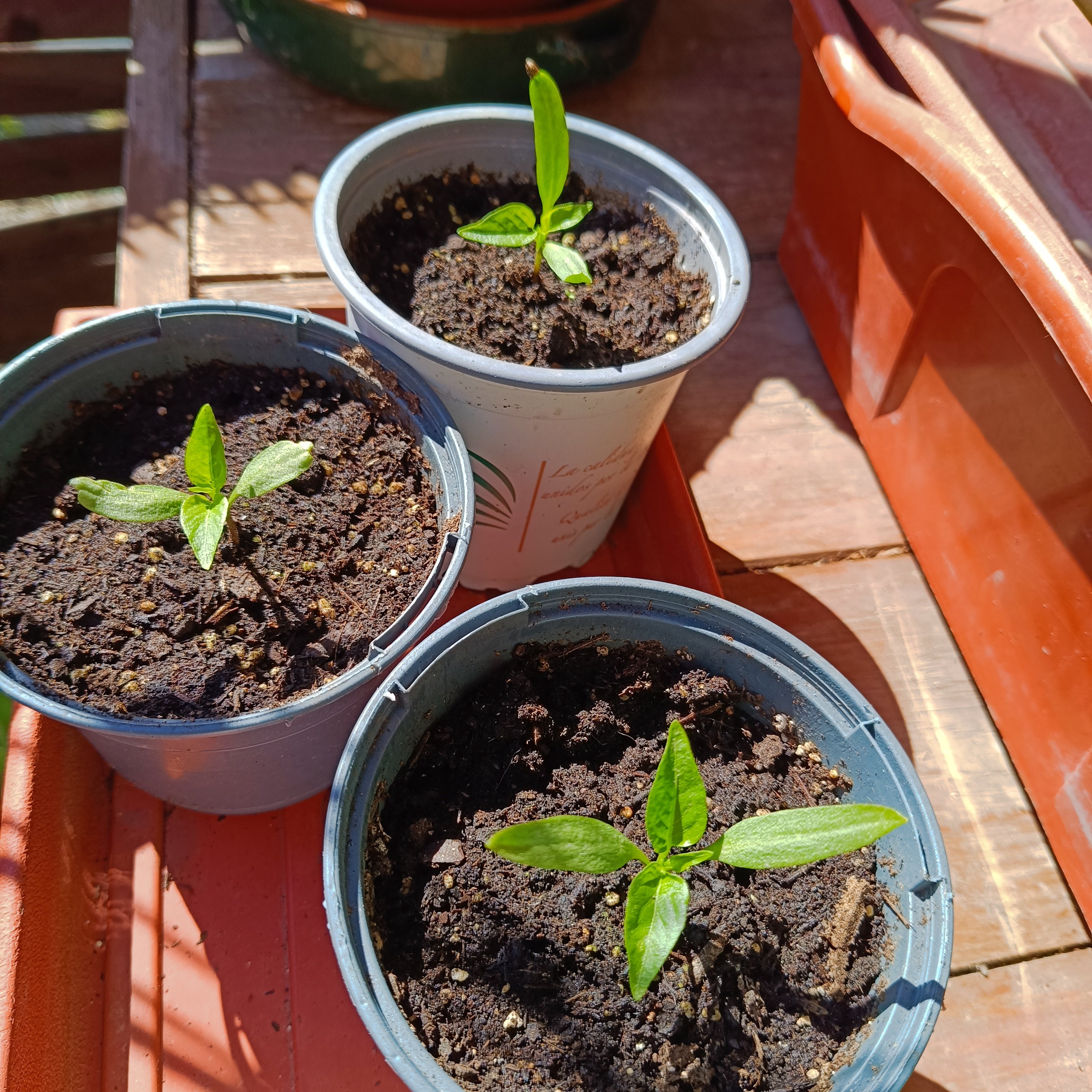 2025-03-15 Pimiento d'Espelette üiliert.jpg