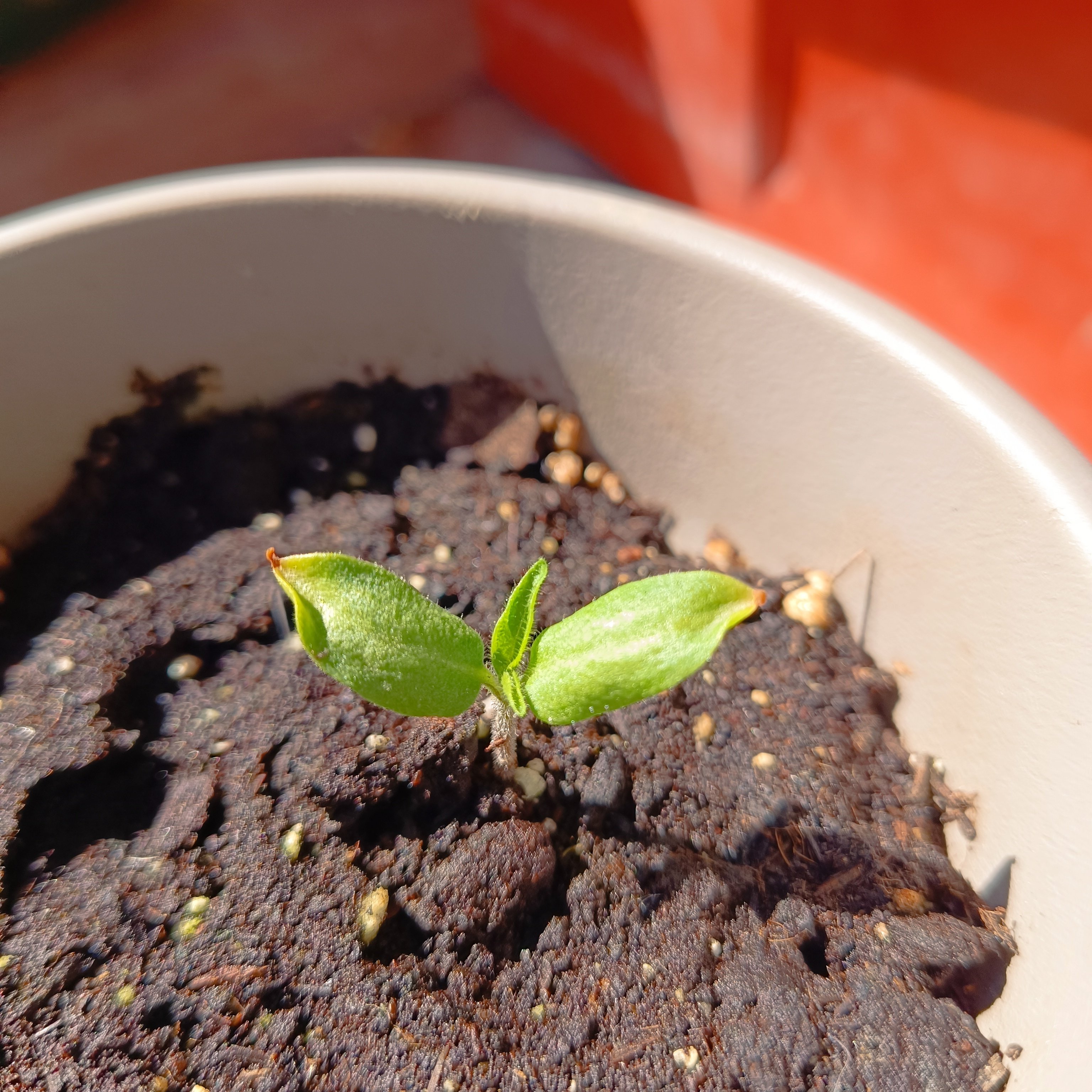 2025-03-15 Rocoto 1.jpg