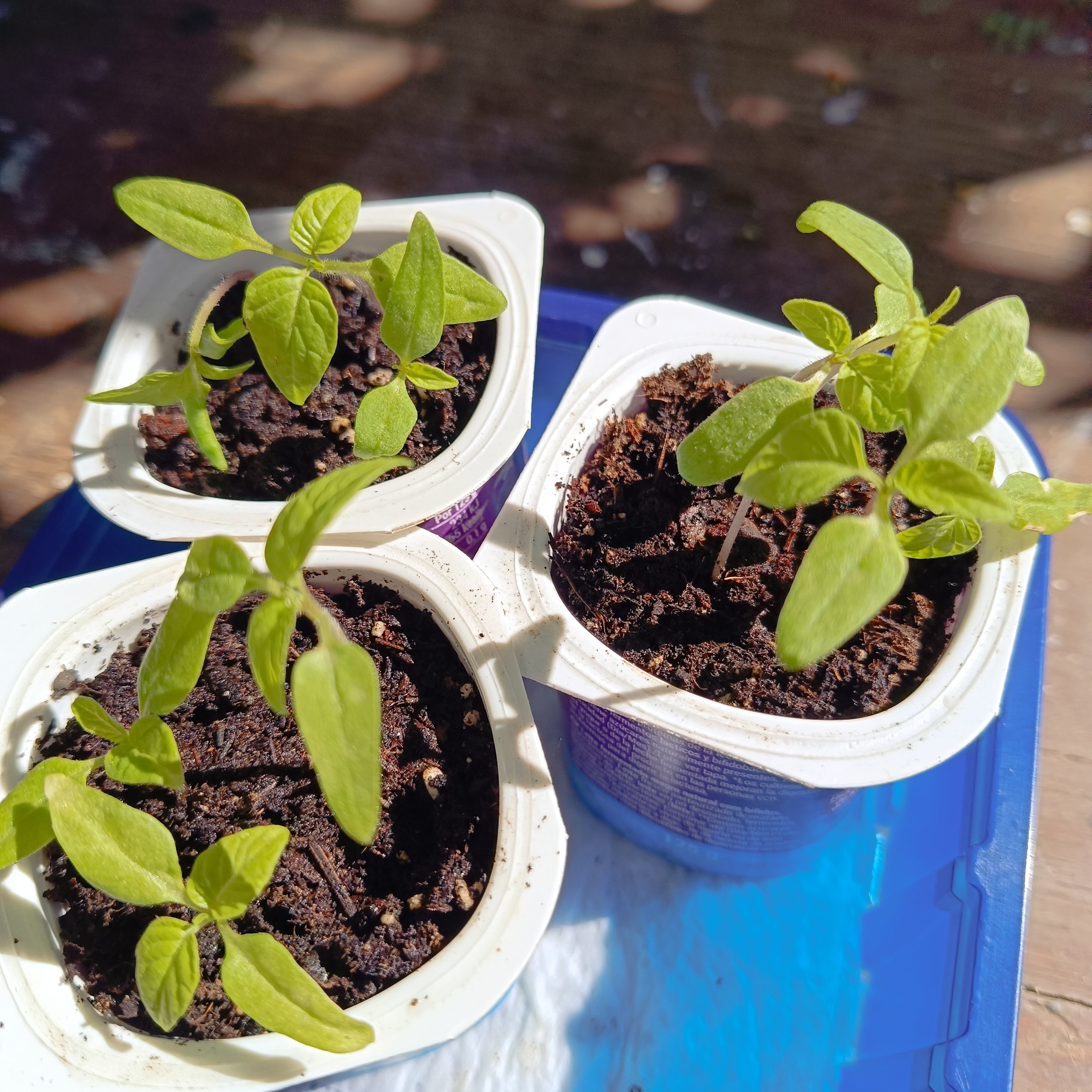 2025-03-15 Tomatillos vorher.jpg