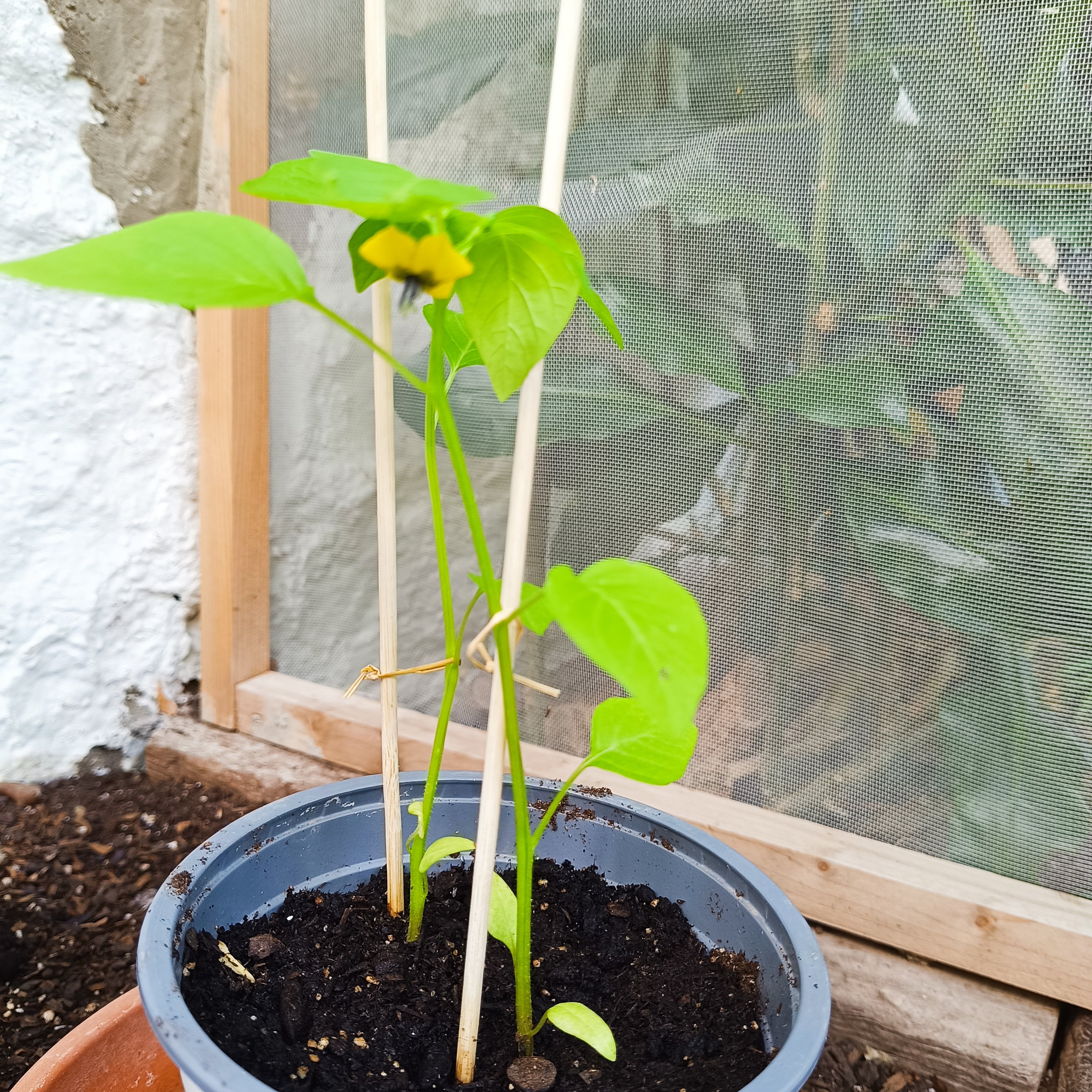 2025-04-20 Tomatillo 2-er.jpg