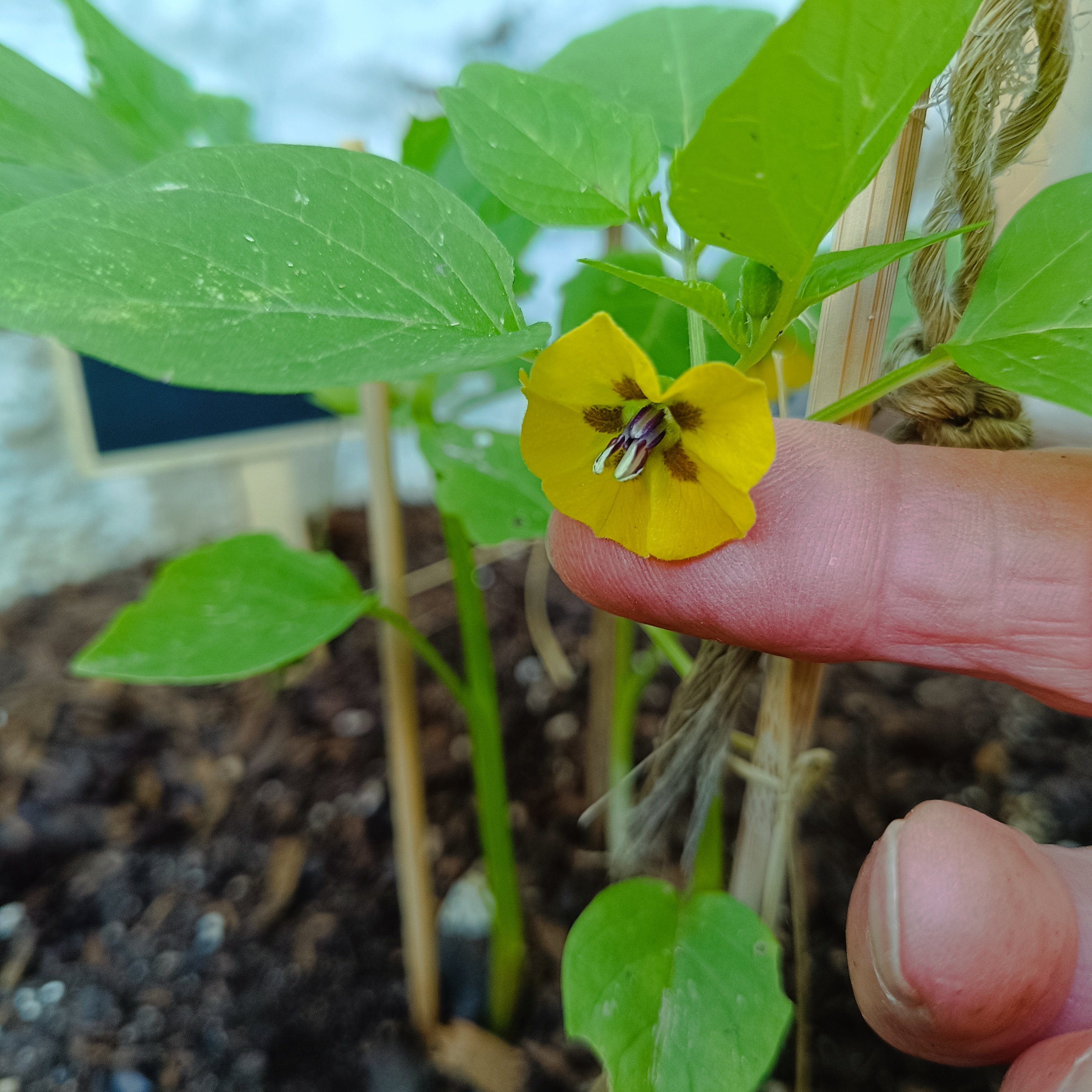2025-04-20 Tomatillo-Blüte.jpg