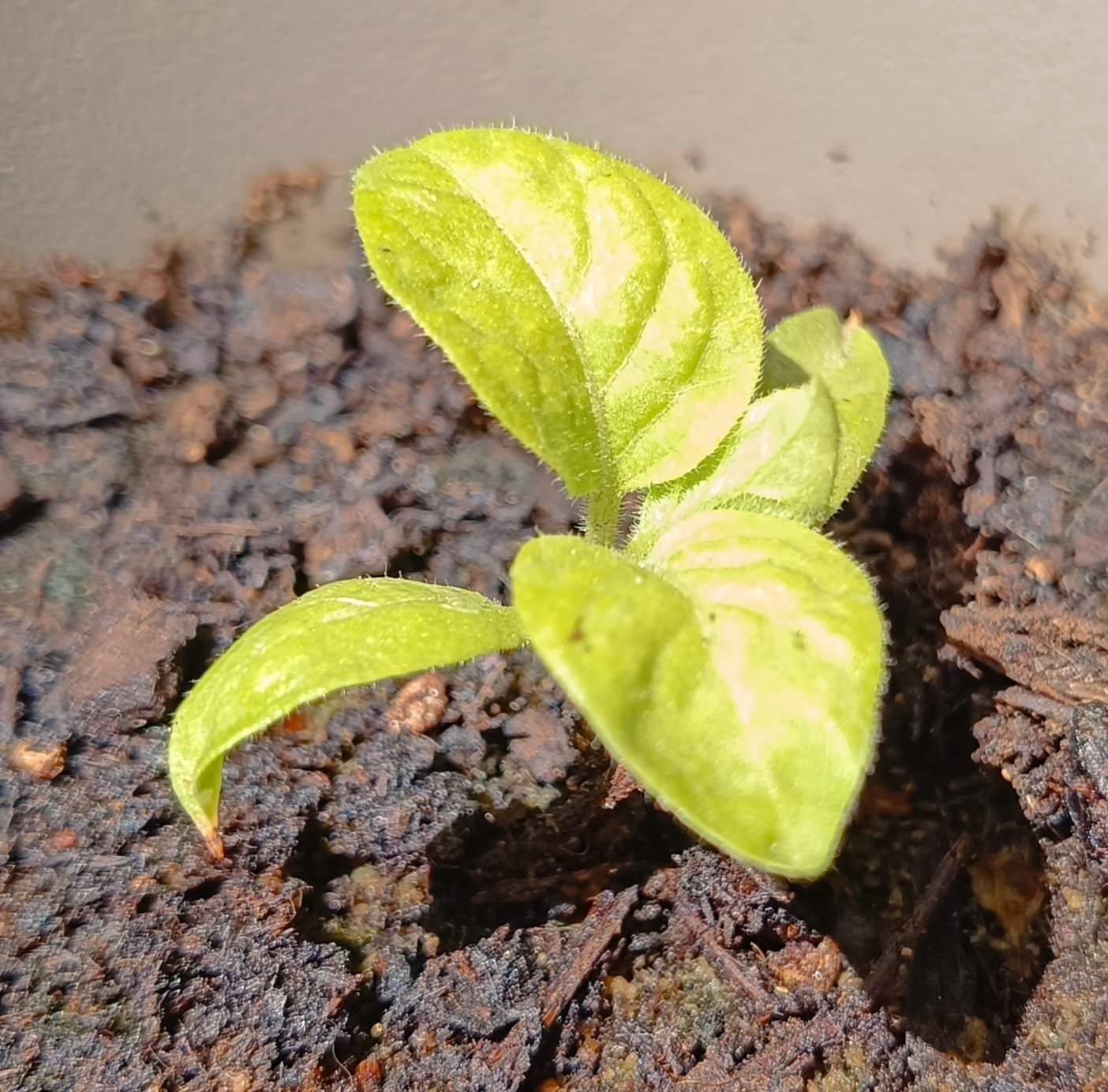 2025-04-21 Rocoto 2.jpg