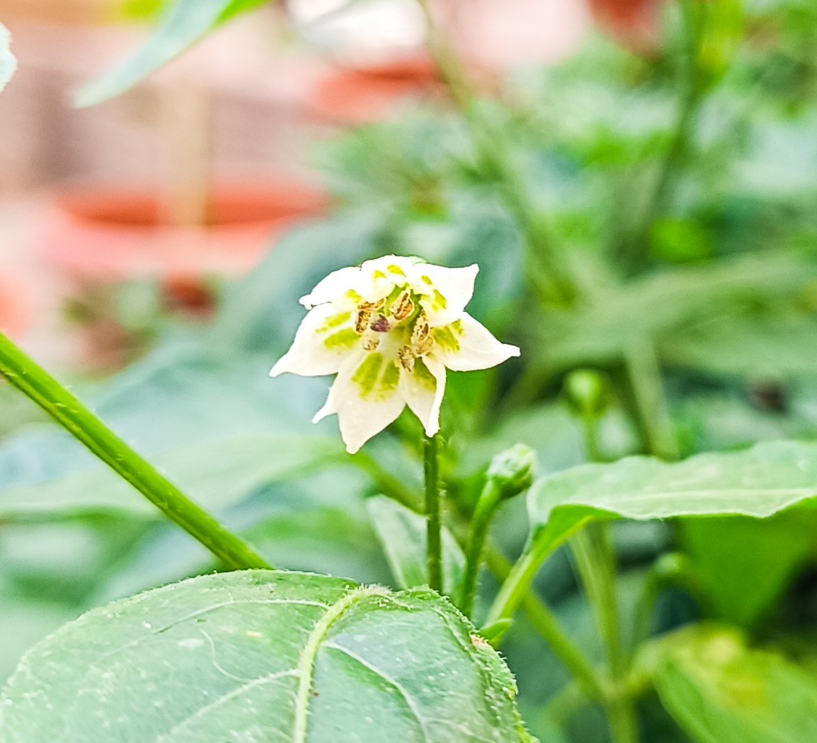 2025-05-10 Lemon Drop.jpg