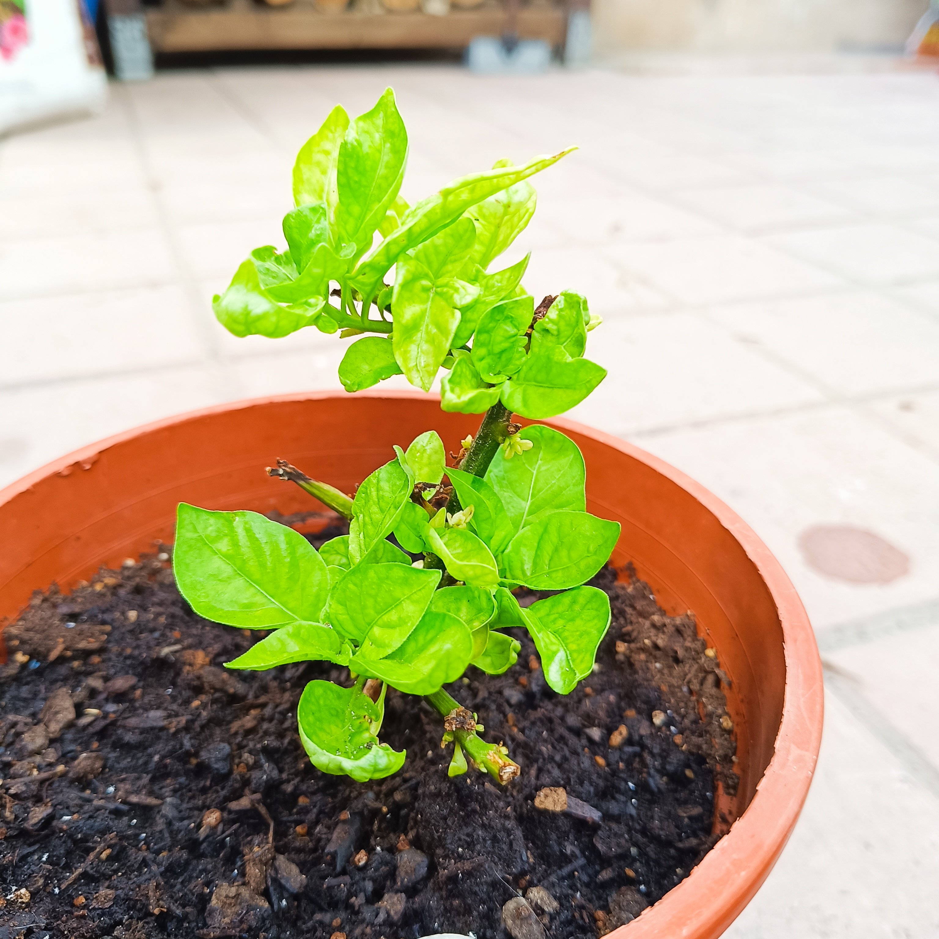 2025-05-10 Pink Habanero.jpg