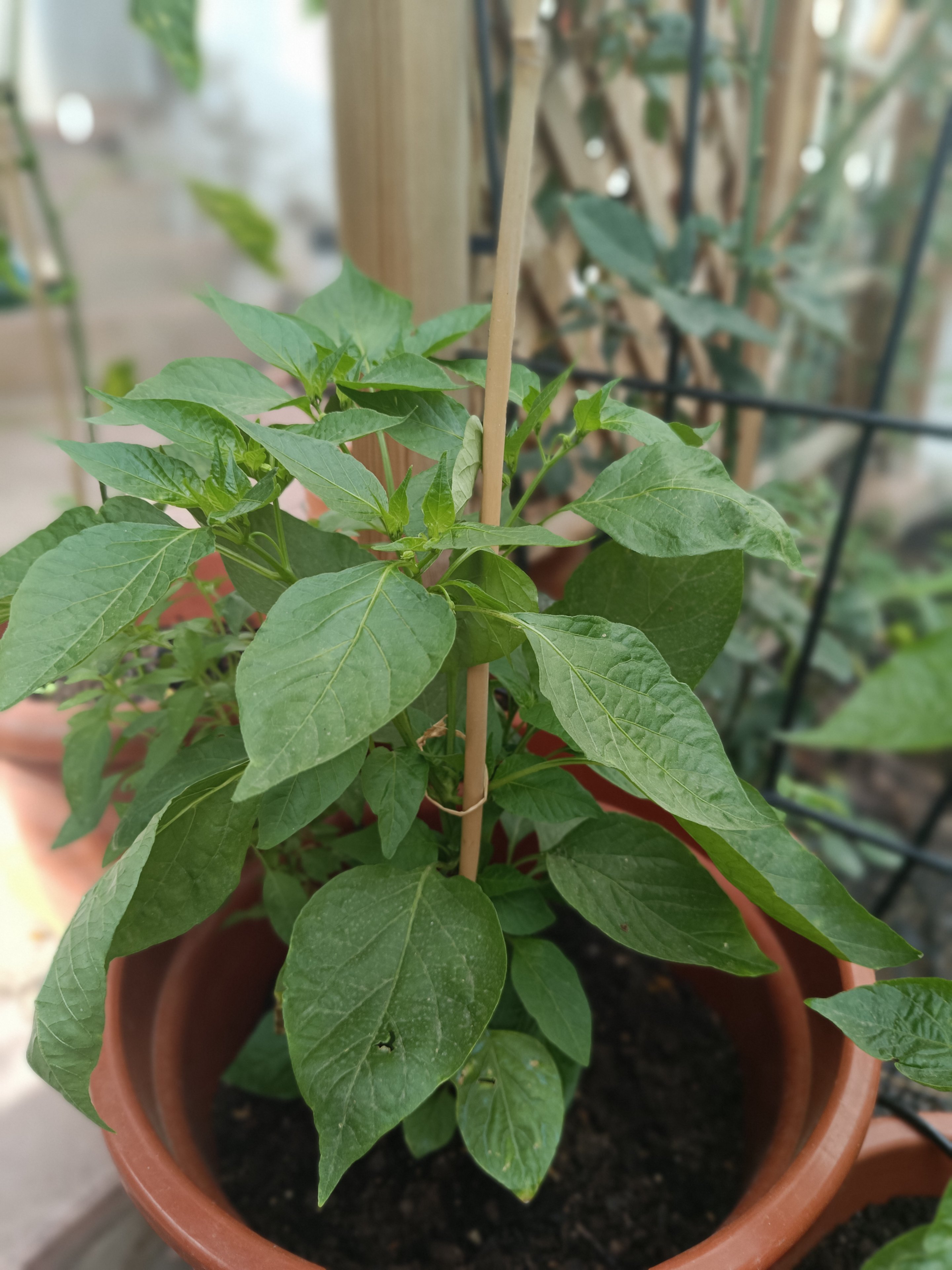 2025-06-16 Apricot Apple.jpg