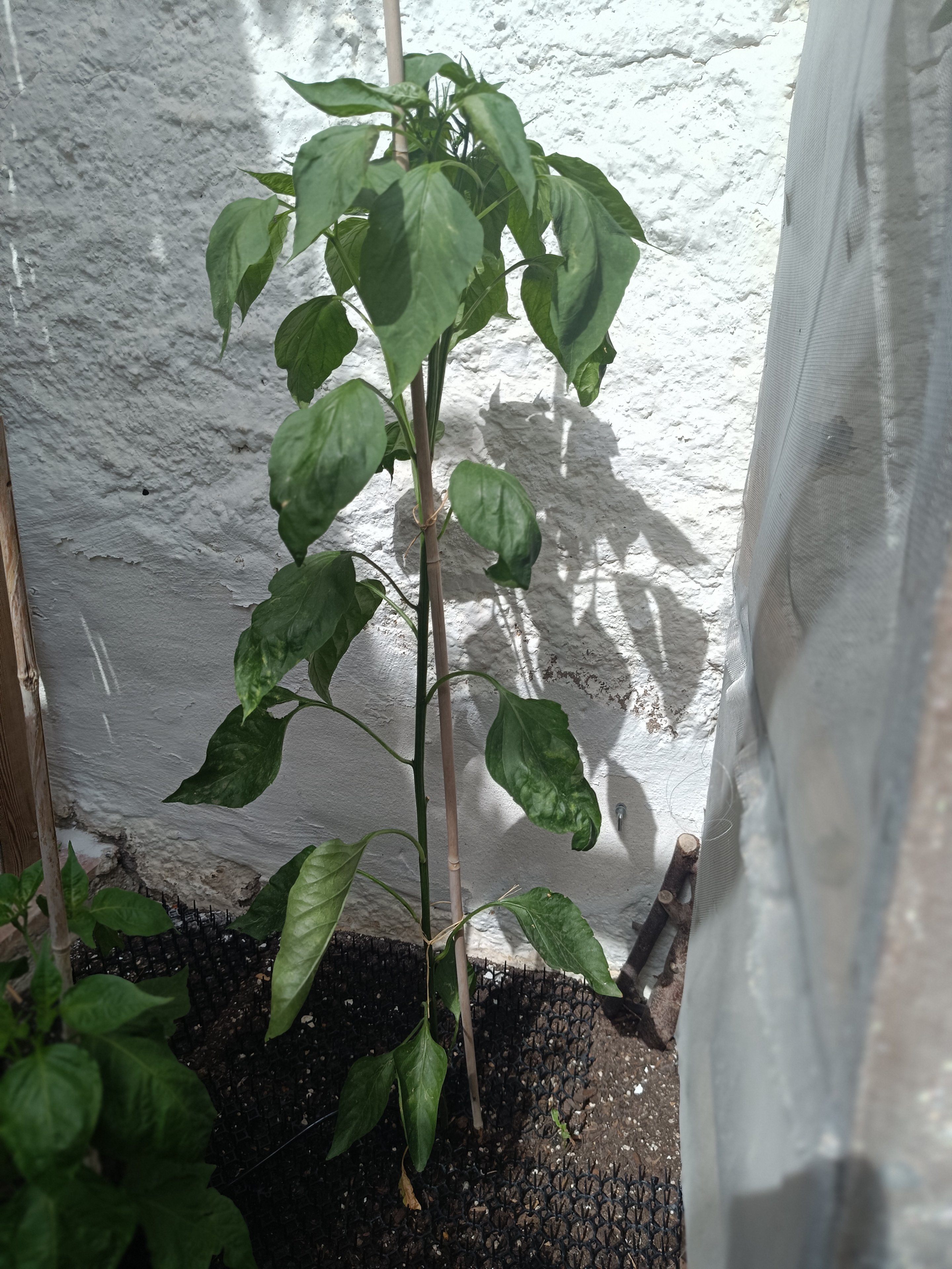 2025-06-16 Pimiento d'Espelette.jpg