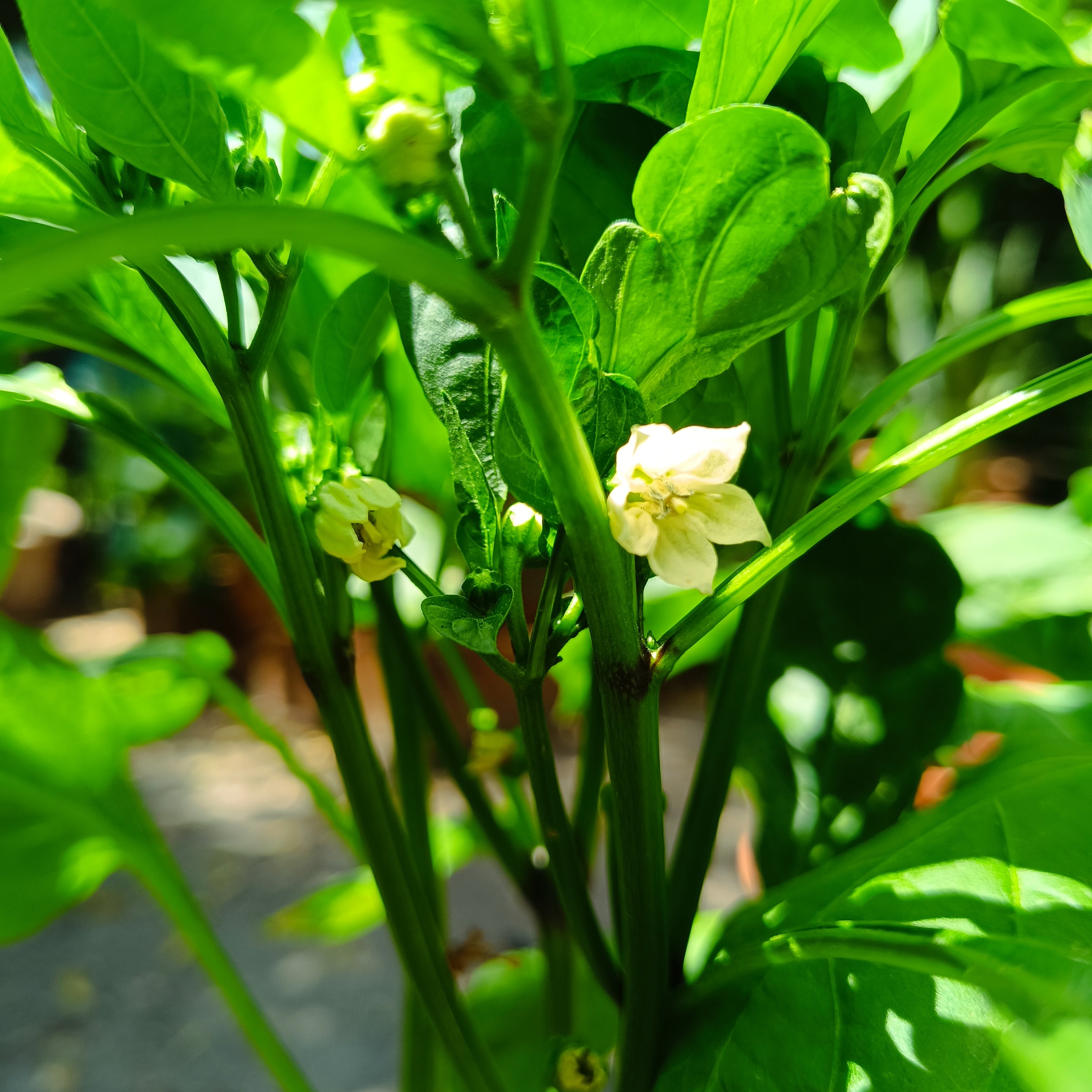 2025-06-20 Rosenchili Blüte.jpg