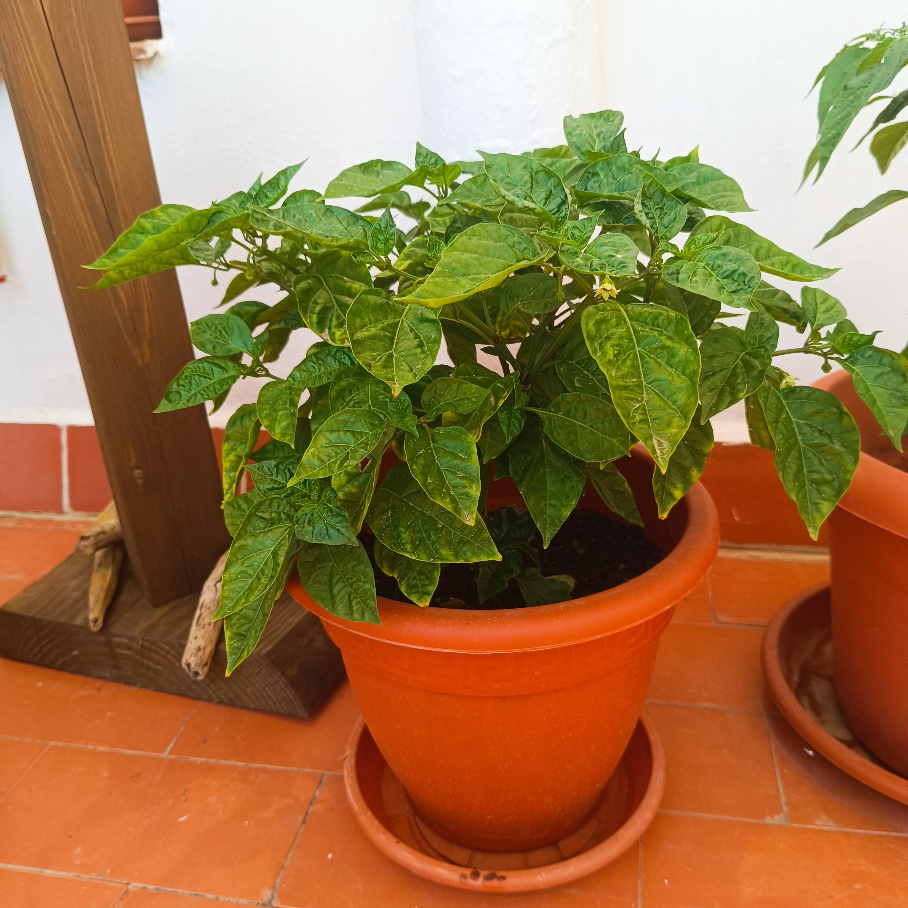 2025-06-21 Aji Margariteno - Terrasse.jpg