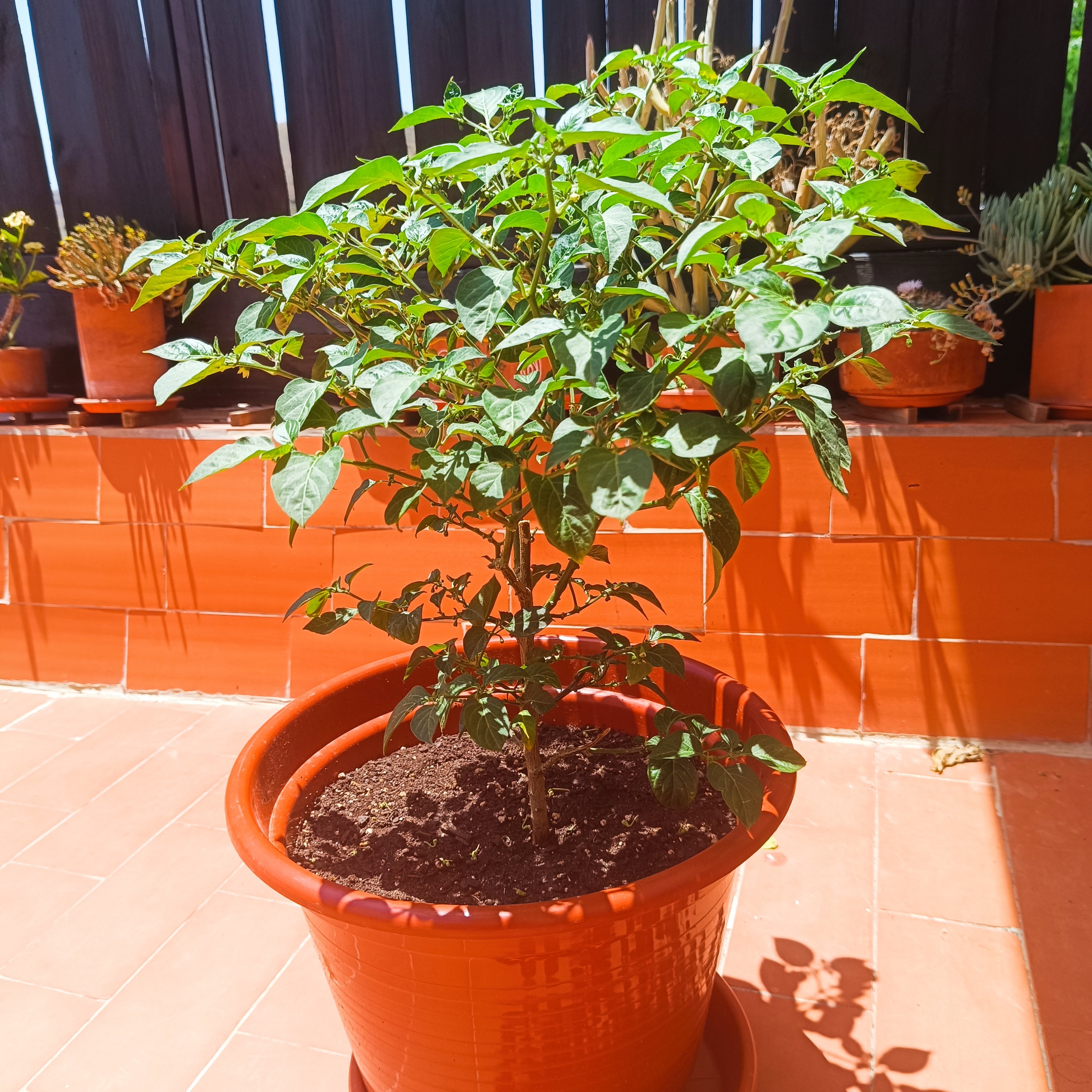 2025-06-21 Biquinho Amarelo 1.jpg