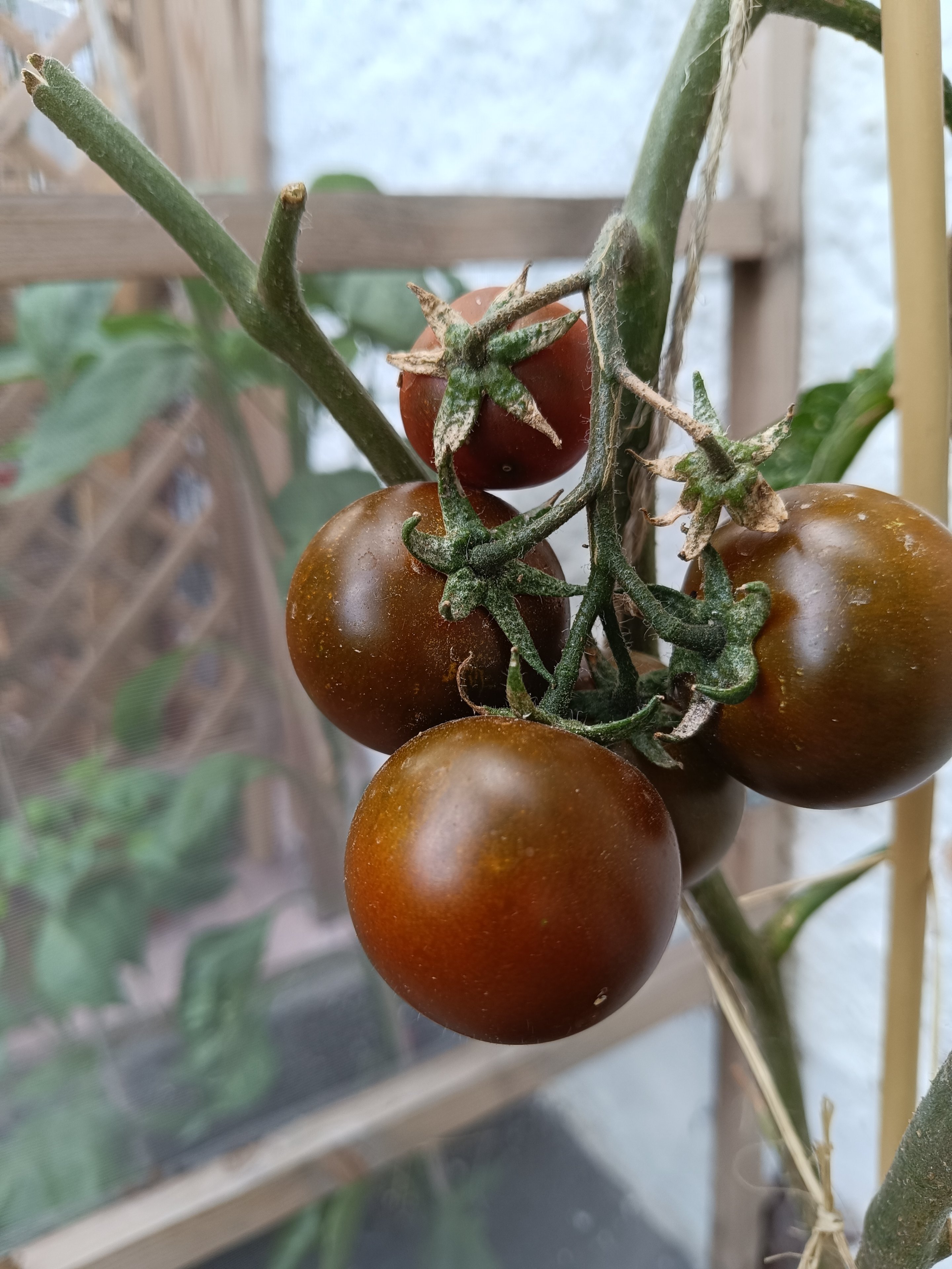 2025-06-25 Black Cherry.jpg