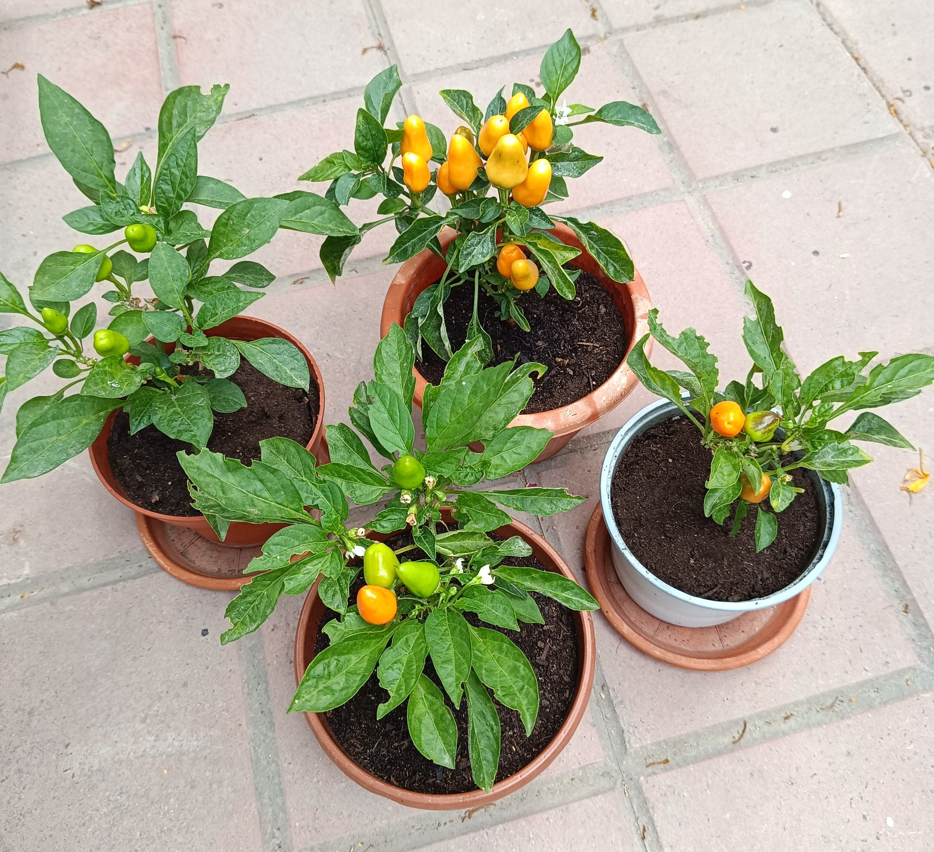 2025-06-25 Capela Orange.jpg