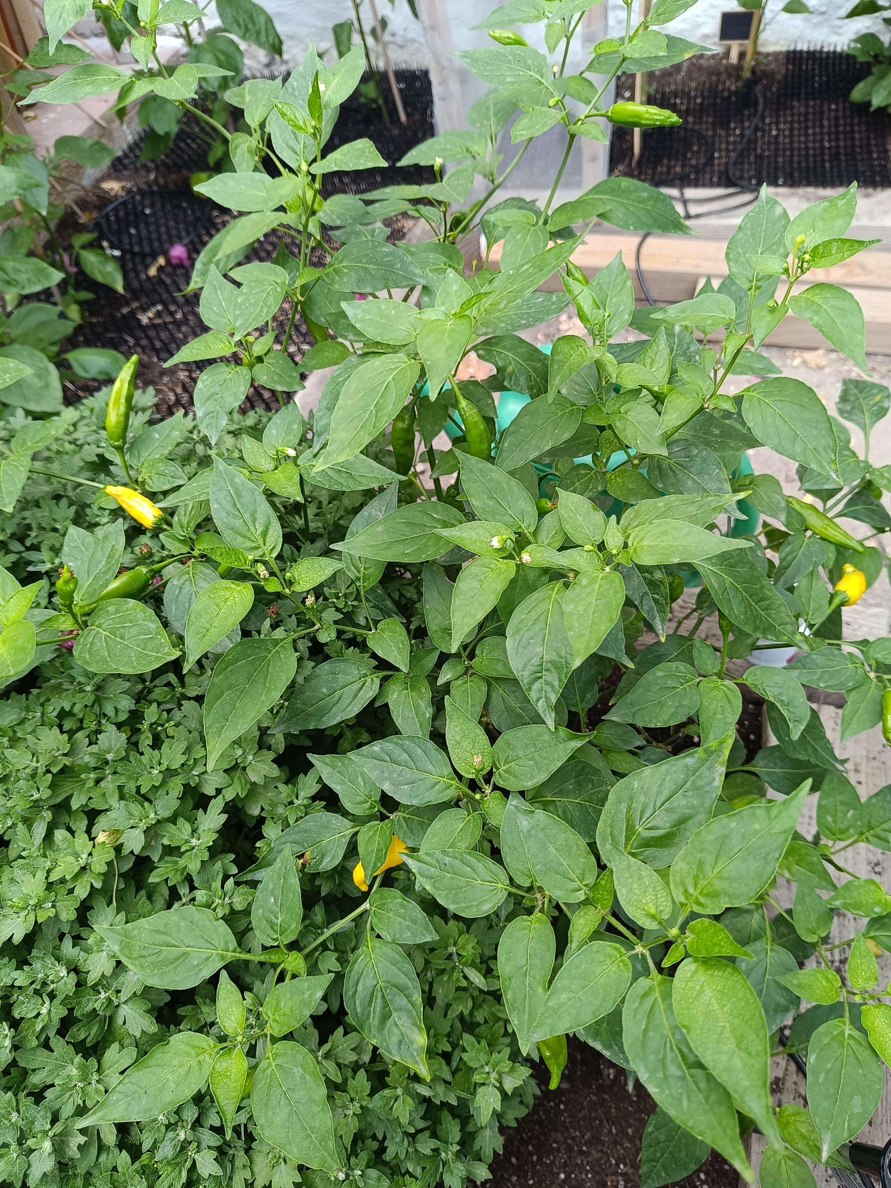 2025-06-25 Lemon Drop 2024 im Beet.jpg