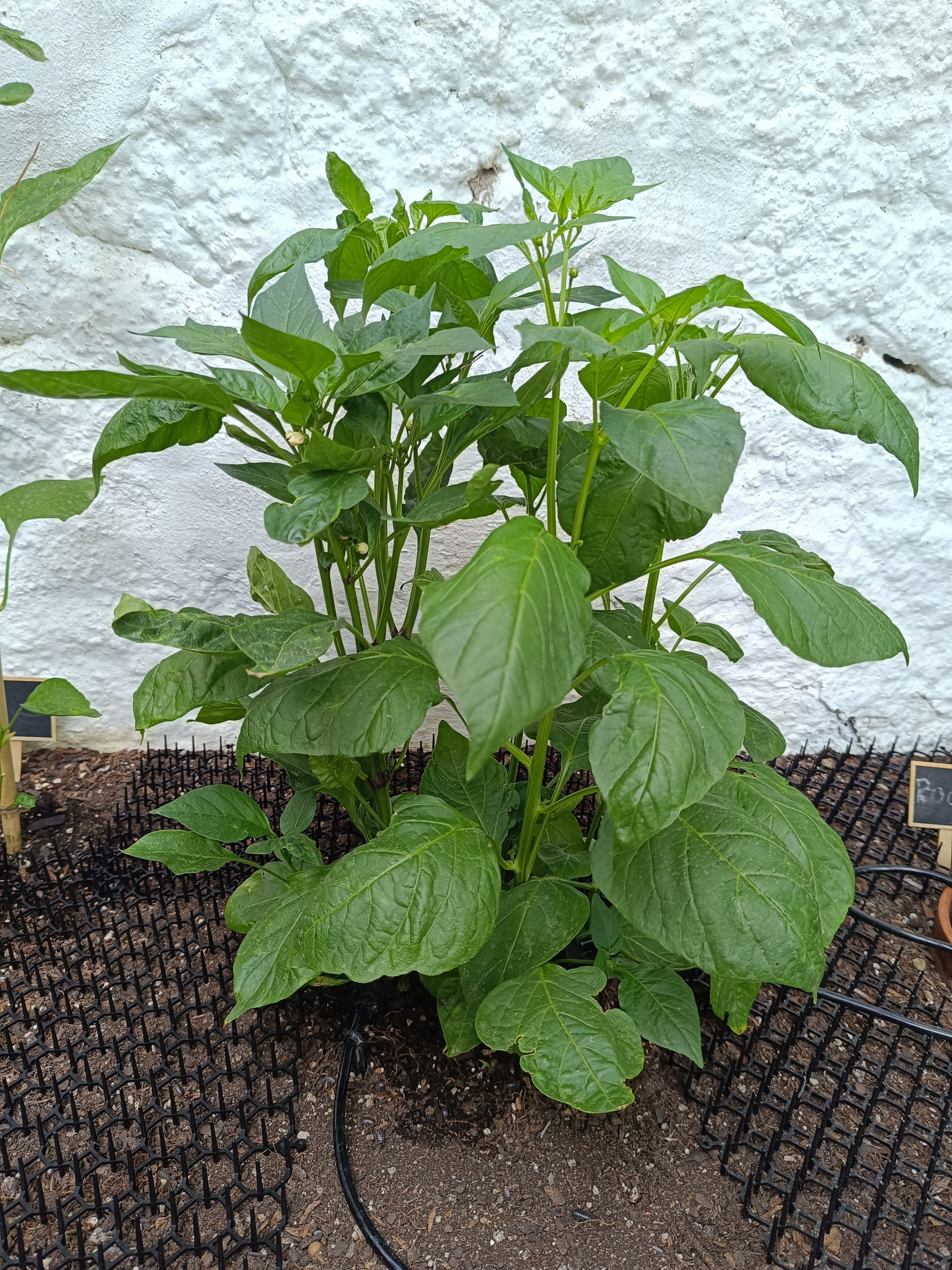 2025-06-25 Rosenchili im Beet.jpg