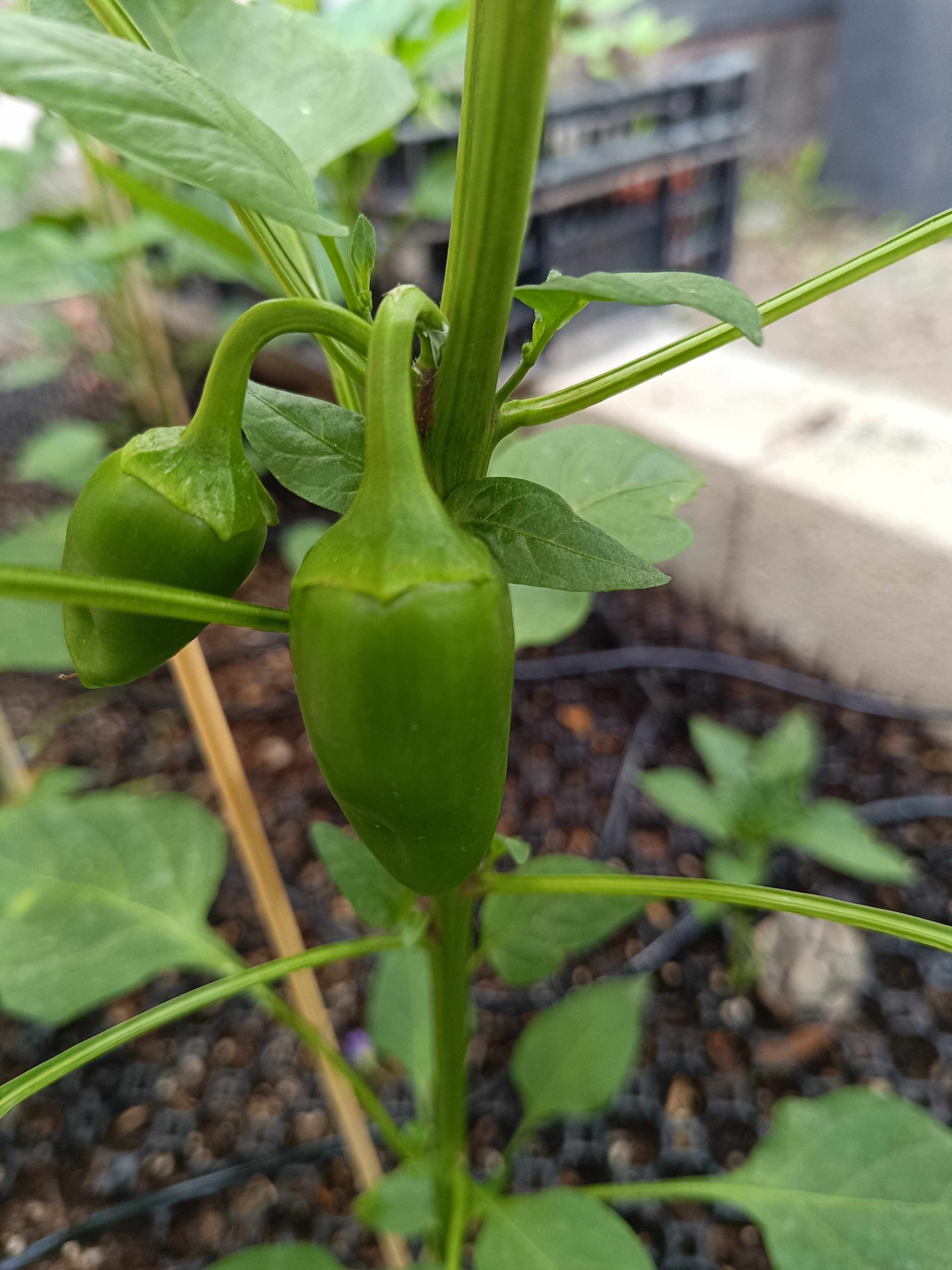 2025-06-25 Snack-Paprika rot.jpg