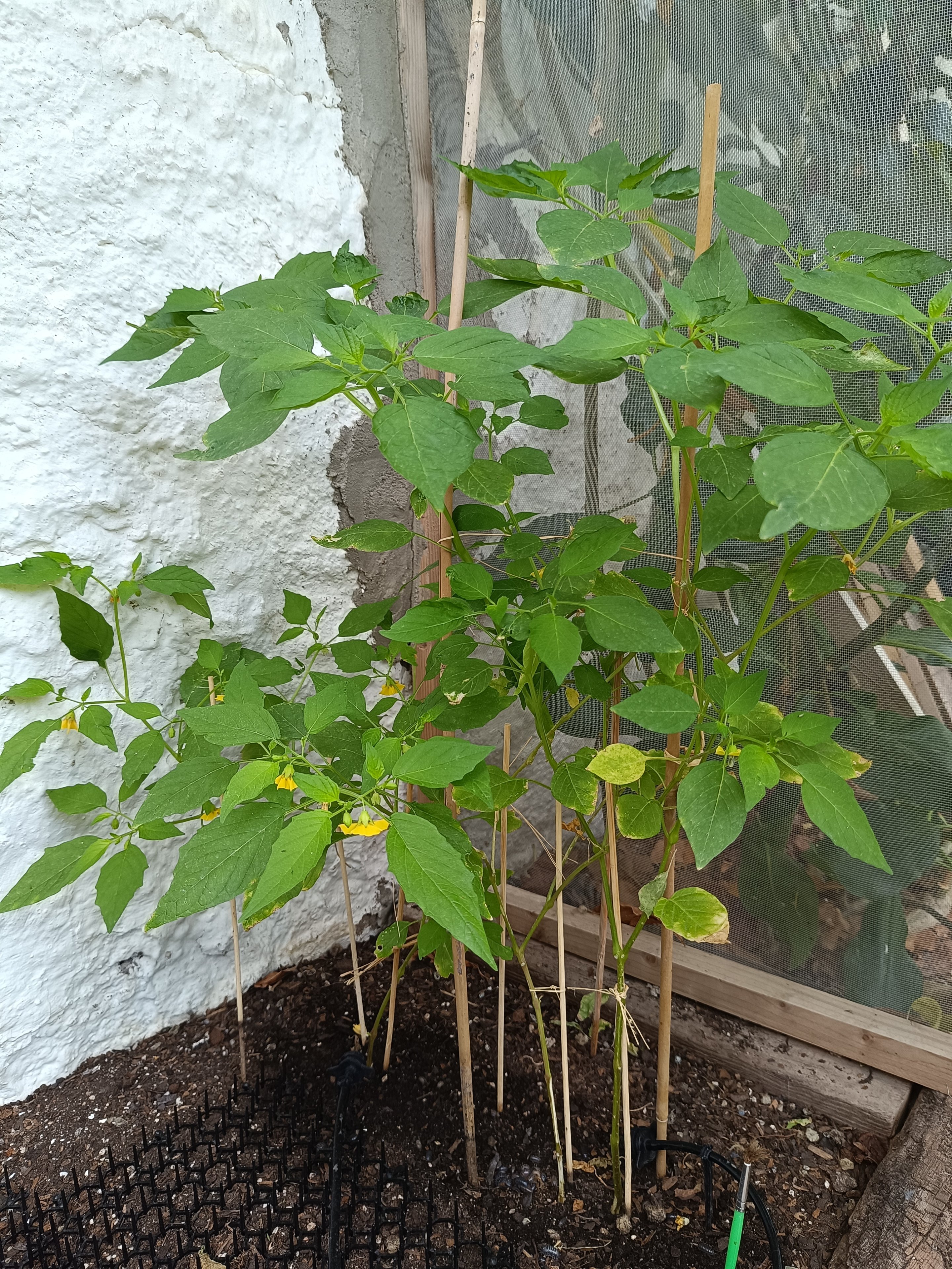 2025-06-25 Tomatillo.jpg