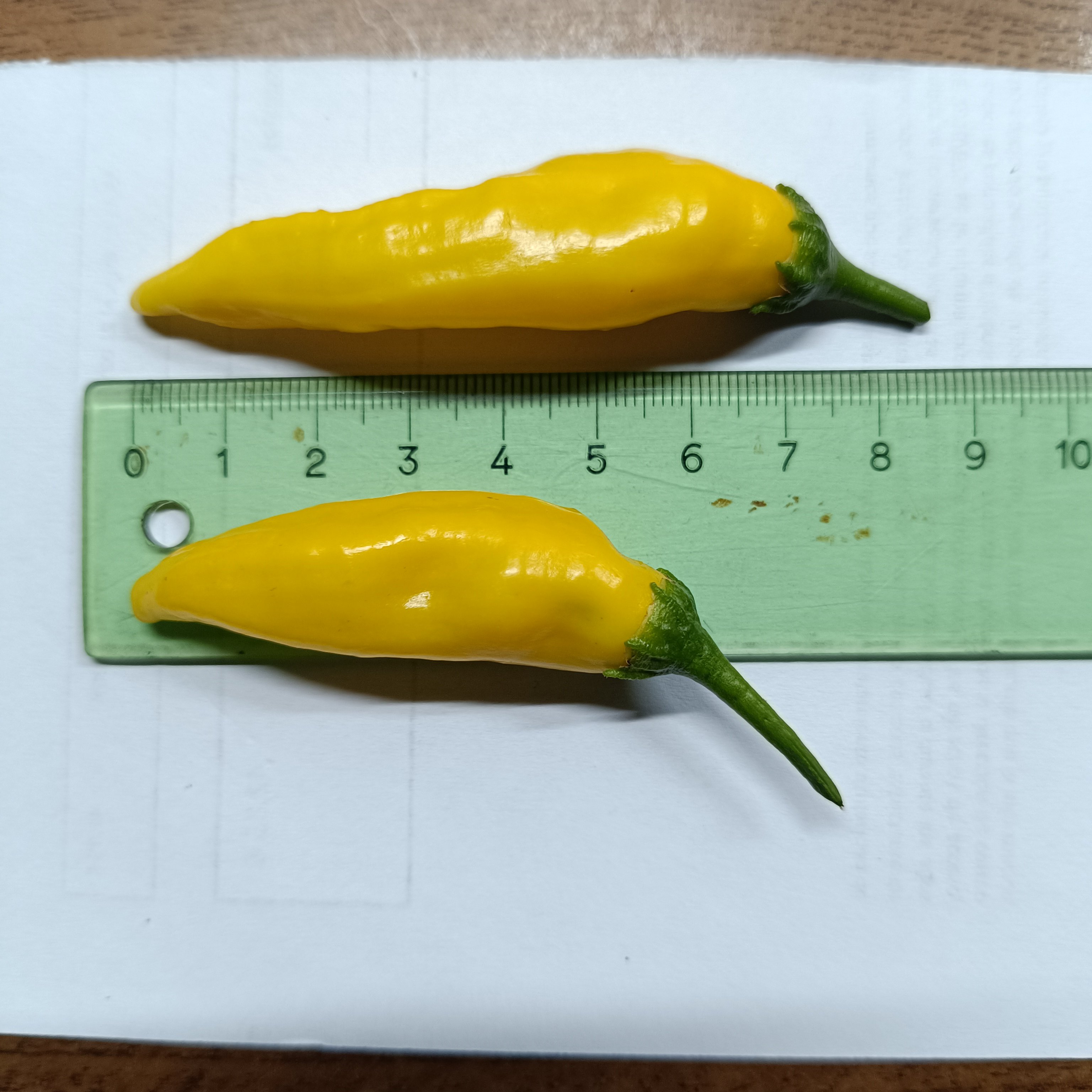 2025-07-04 Lemon Drop.jpg