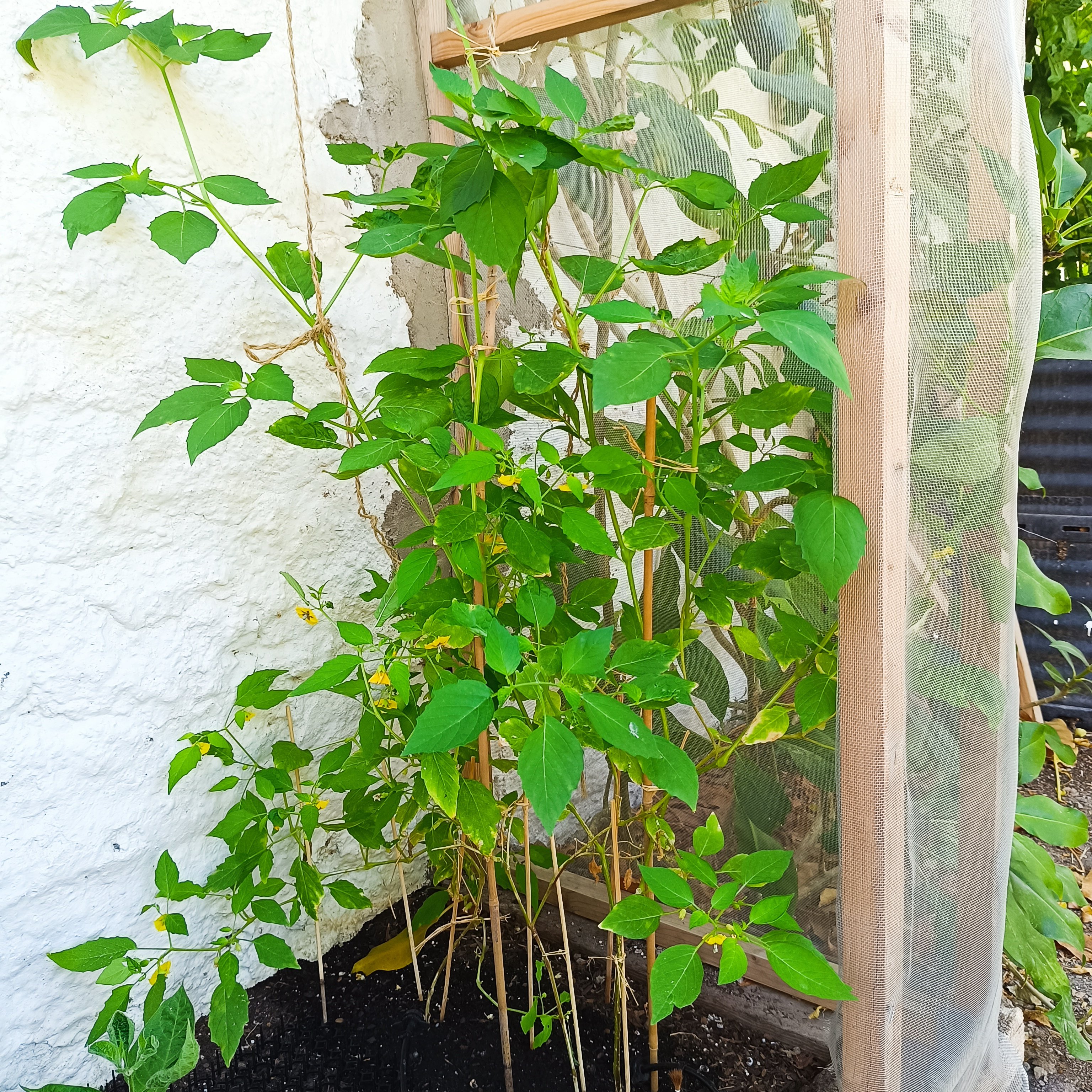 2025-07-12 Tomatillos.jpg