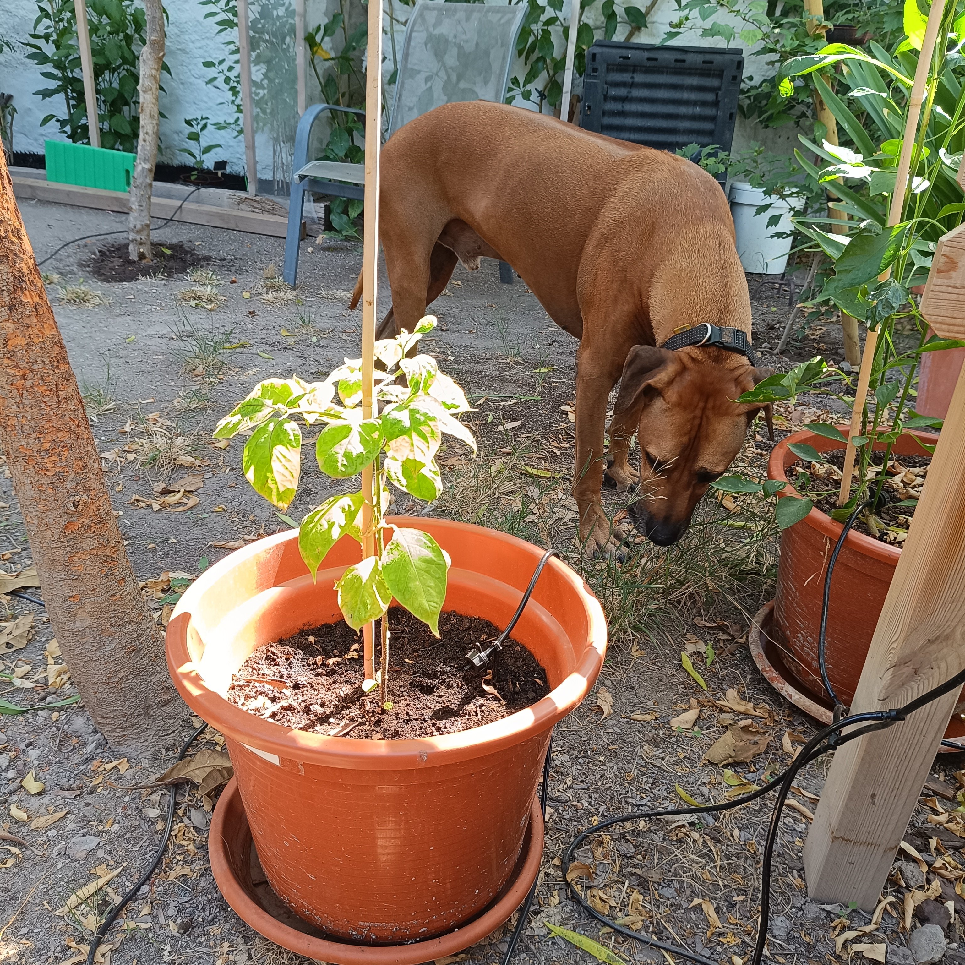 2025-07-16 Rocoto 1 mit Hund.jpg