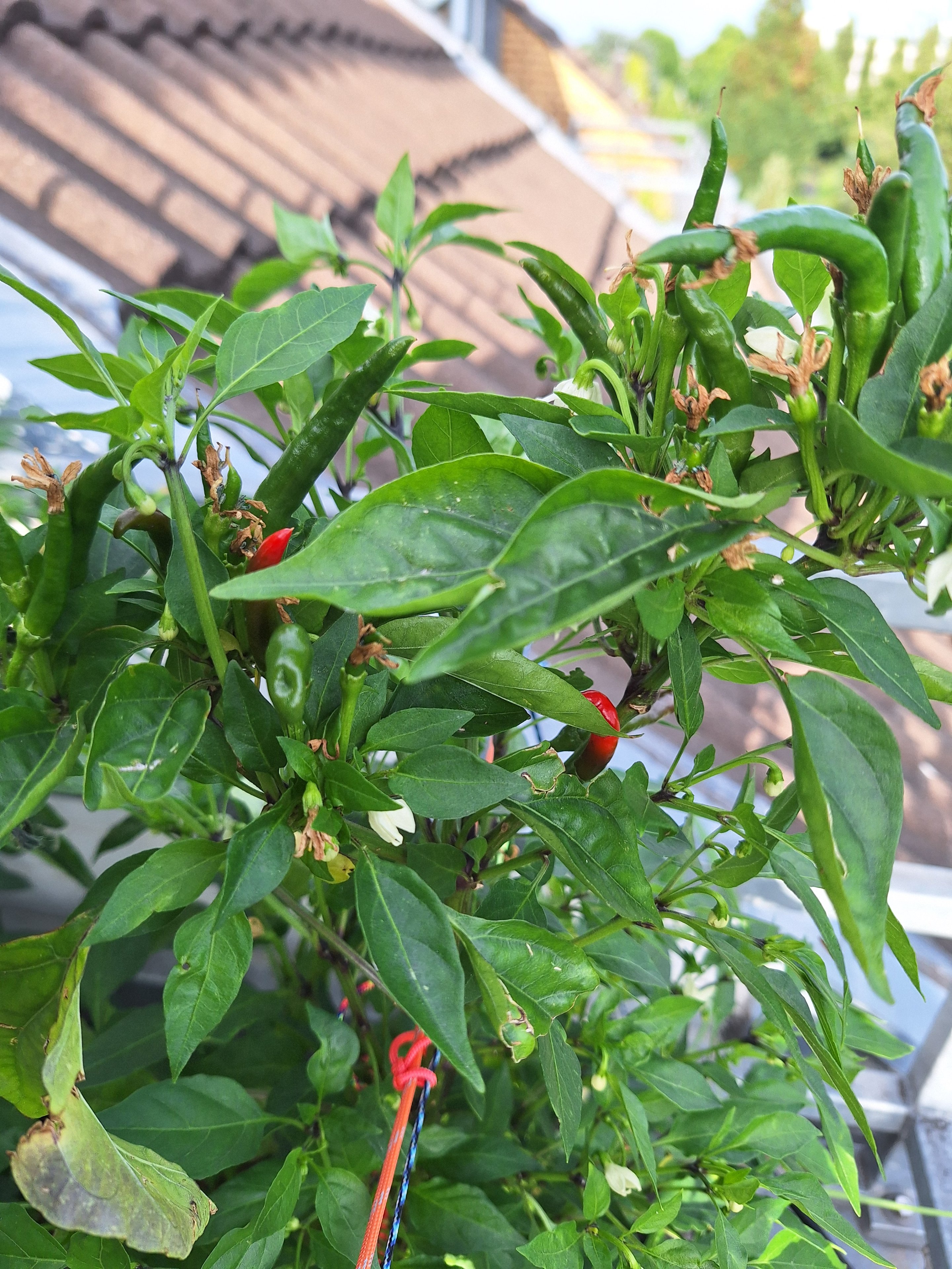 20250625_193816.jpg