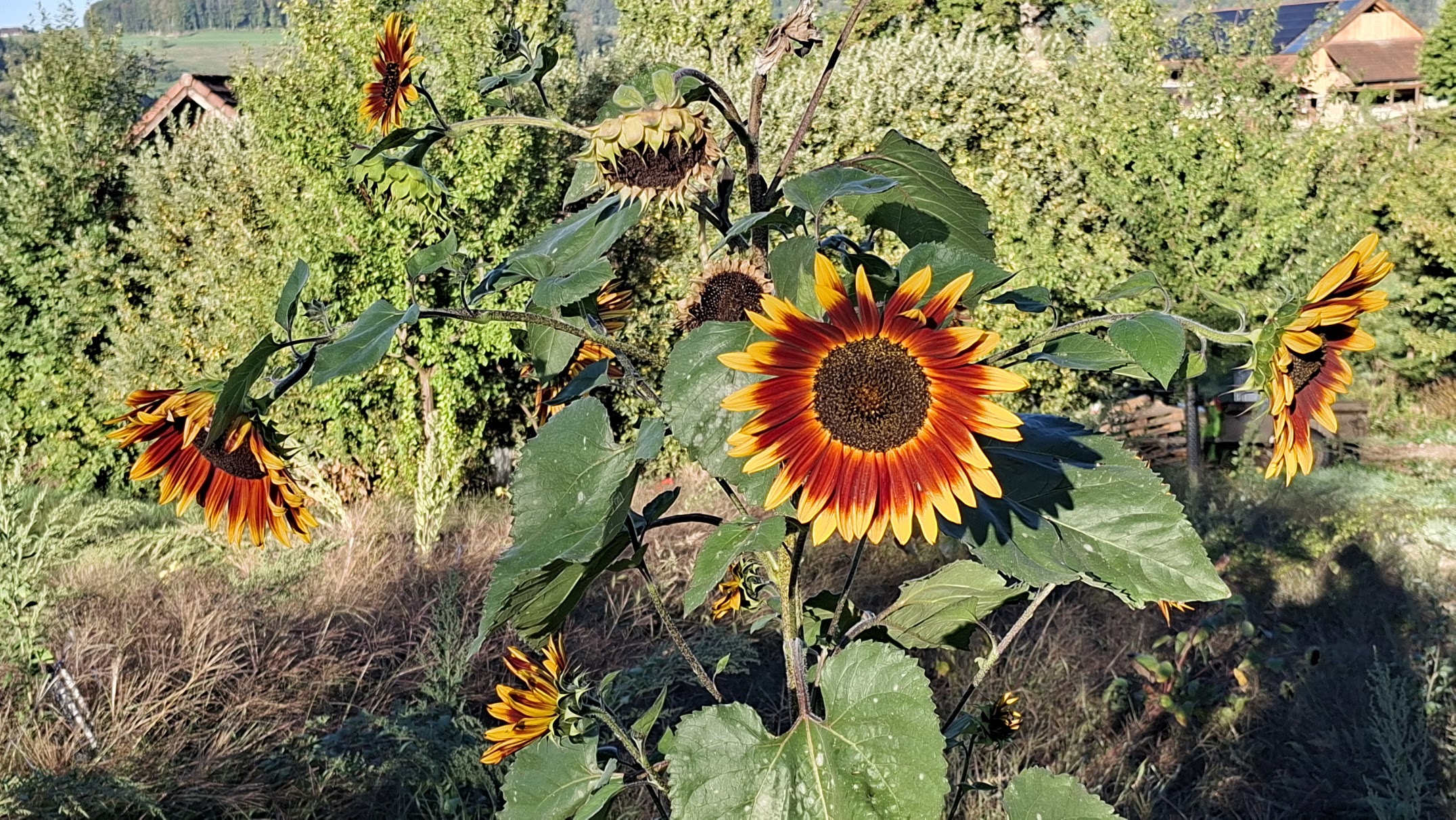 20260923_084637.jpg