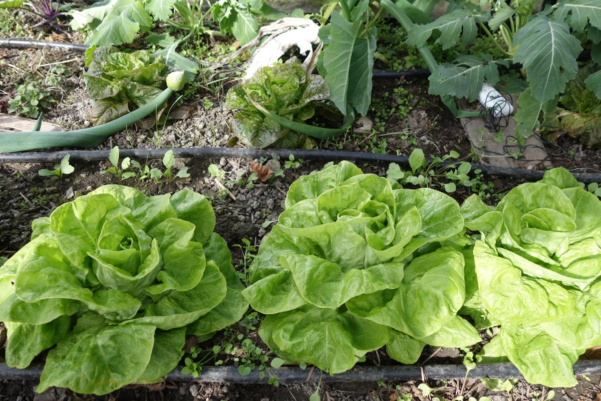 230312_Salate_Gewächshaus.jpg