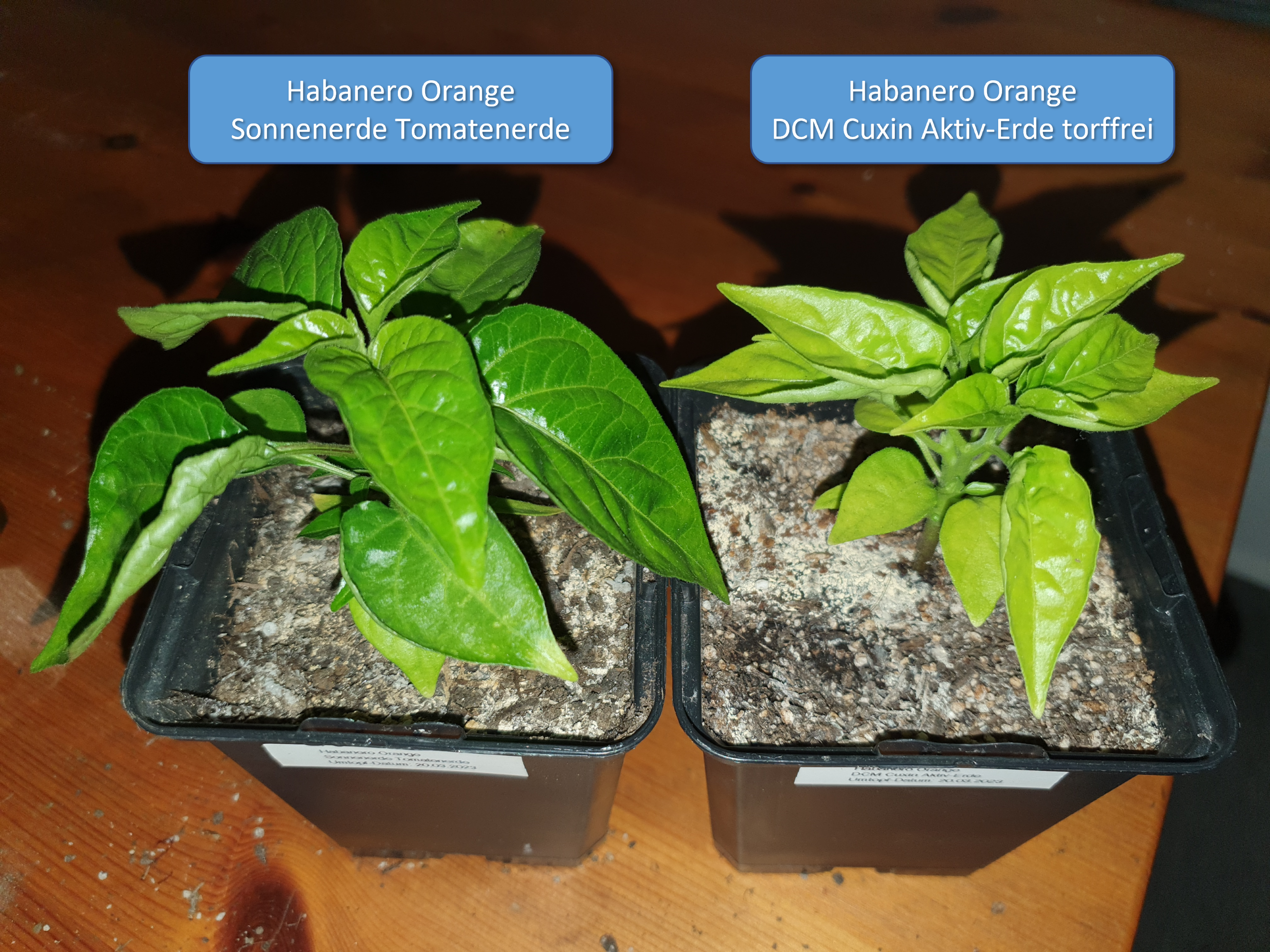 230419 Habanero Orange clean.png