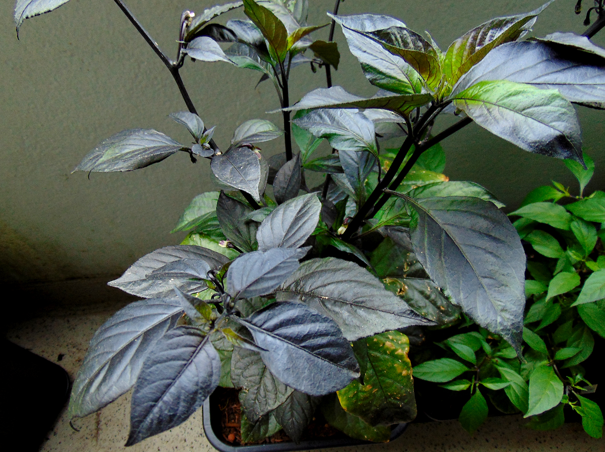 24062022_PdN_II-detail.jpg