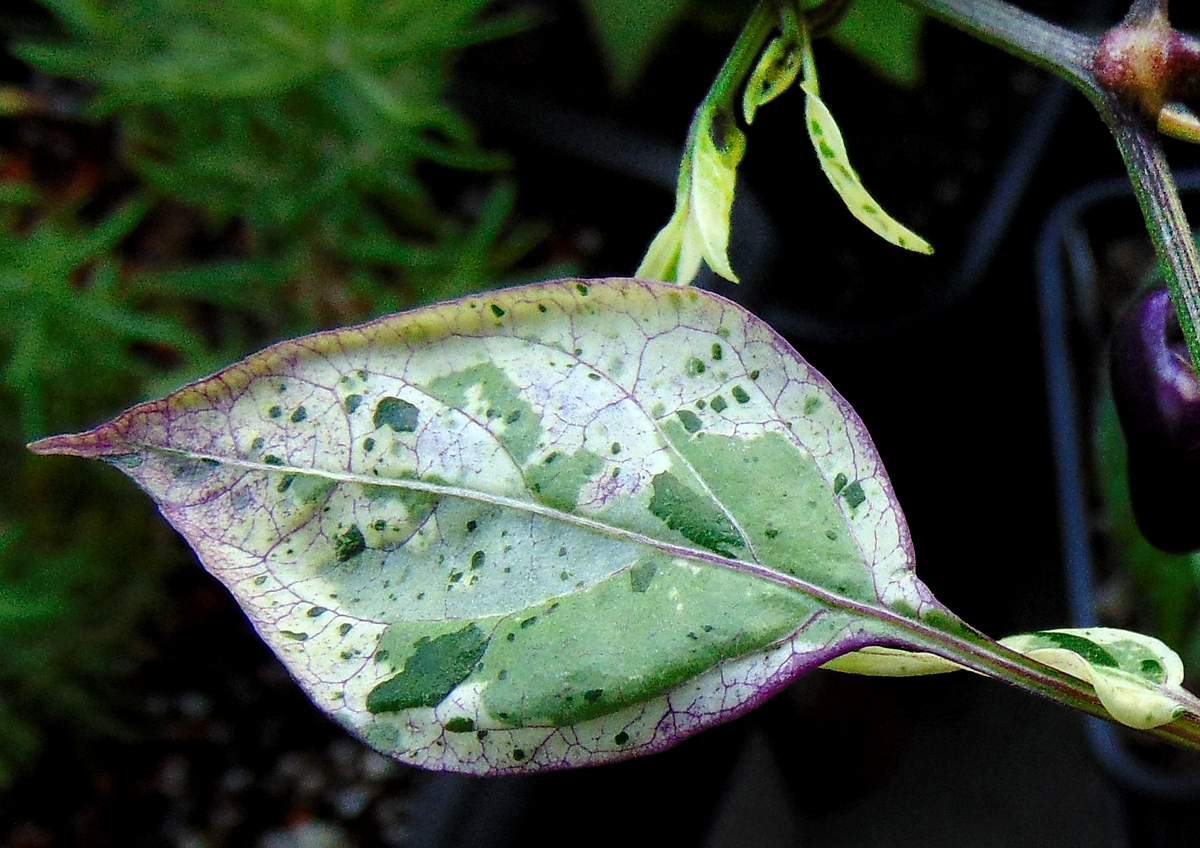 24062022_Trifetti_II-single_leaf.jpg