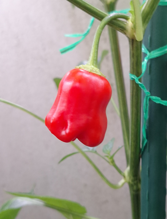 24072023_1-BC-fruit.jpg