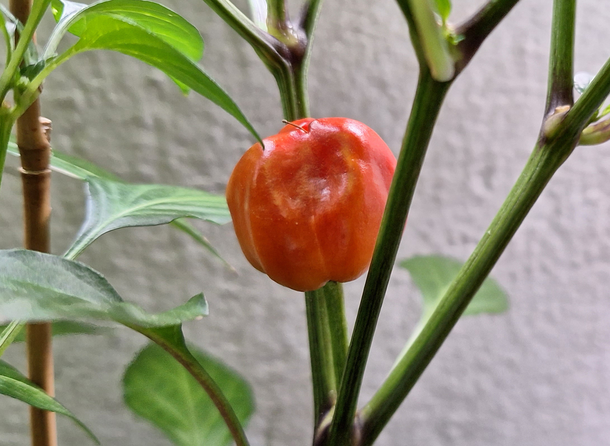 24072023_3-PuPu-fruit.jpg