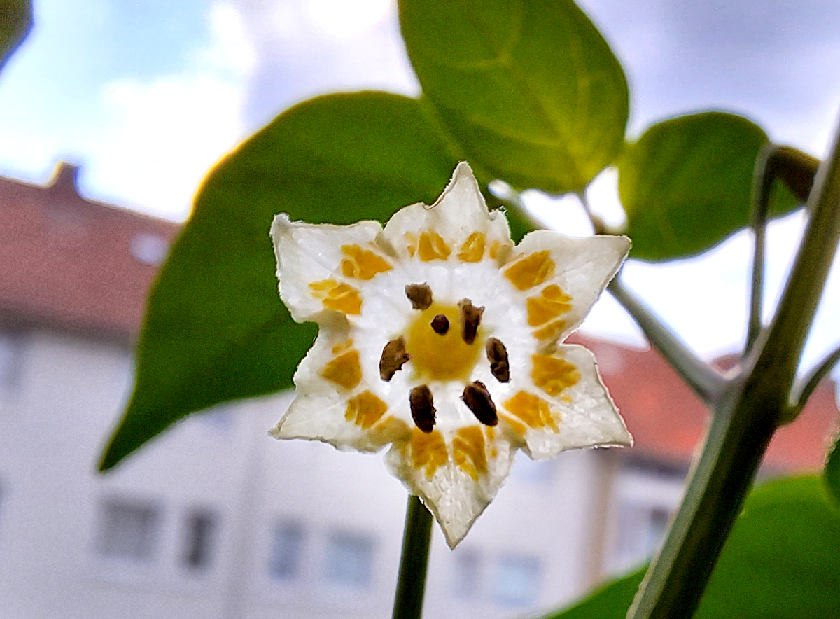 24072023_4-BdR-flower.jpg