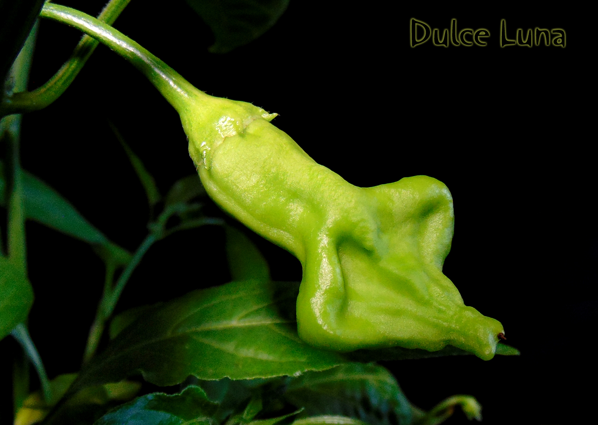 25072022_DL_II-fruit-1.jpg