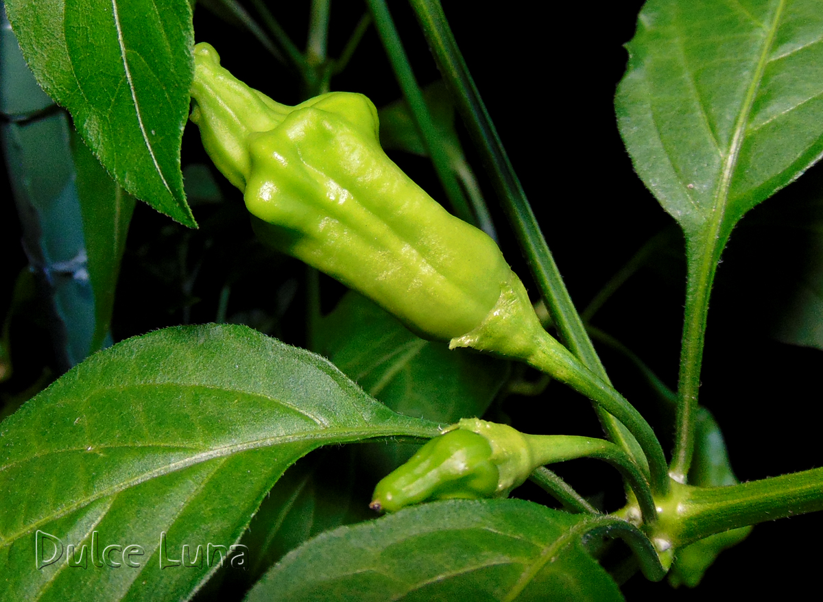 25072022_DL_II-fruit-2.jpg