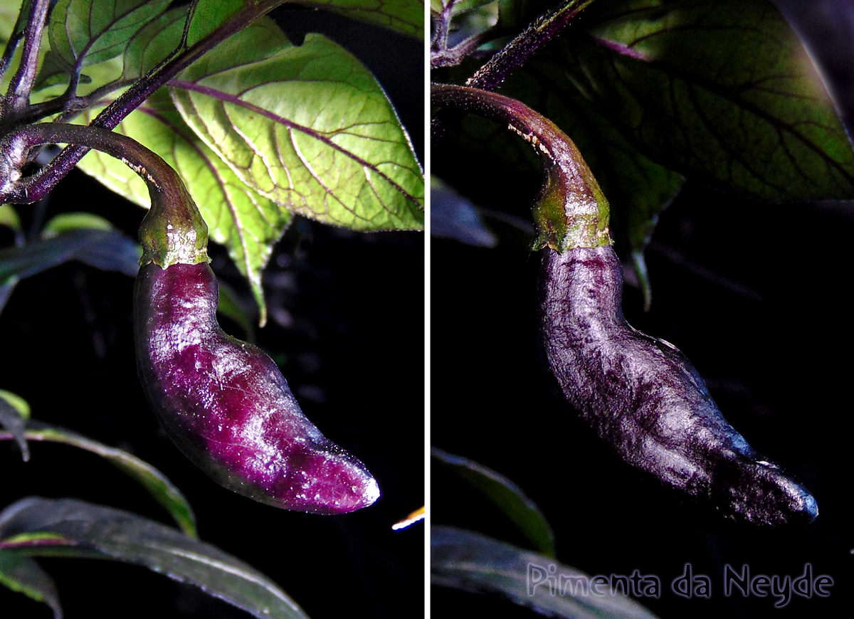 25072022_PdN_II-fruit-duo.jpg