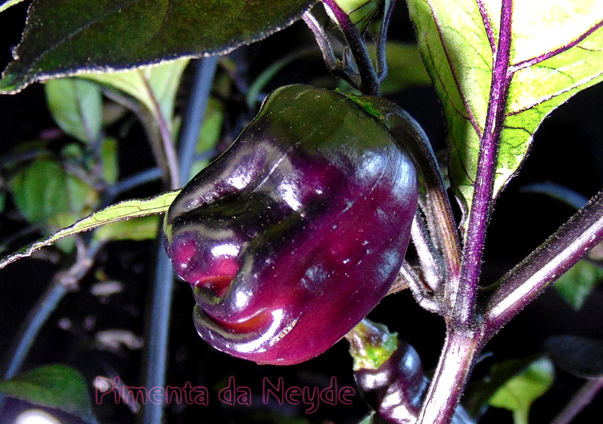 25072022_PdN_II_first_fruit.jpg