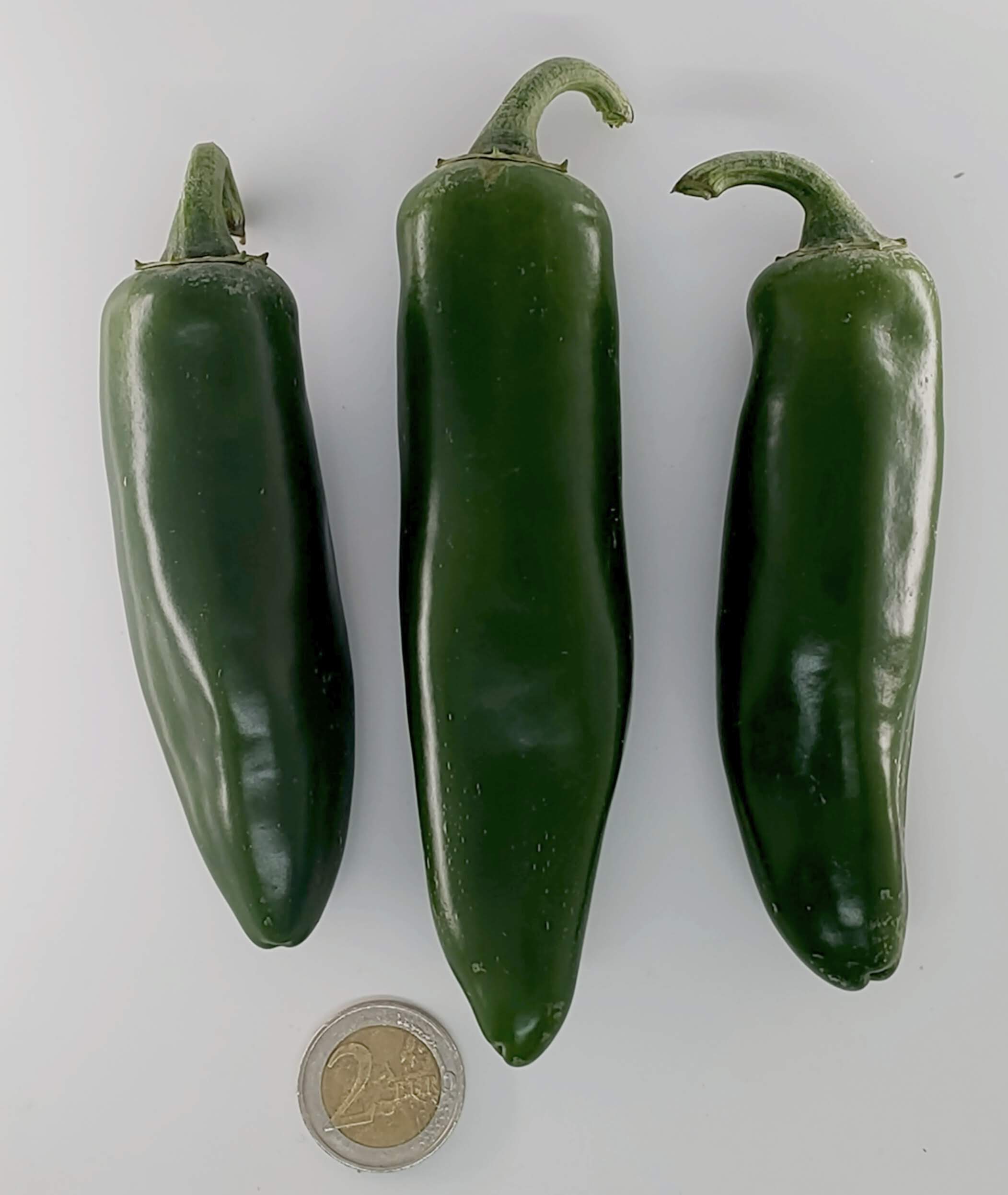 253.jpg