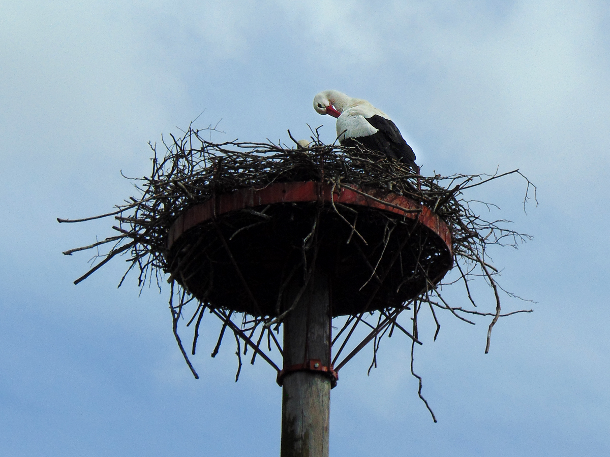 25_Storch_im_Nest-Fellpflege.jpg
